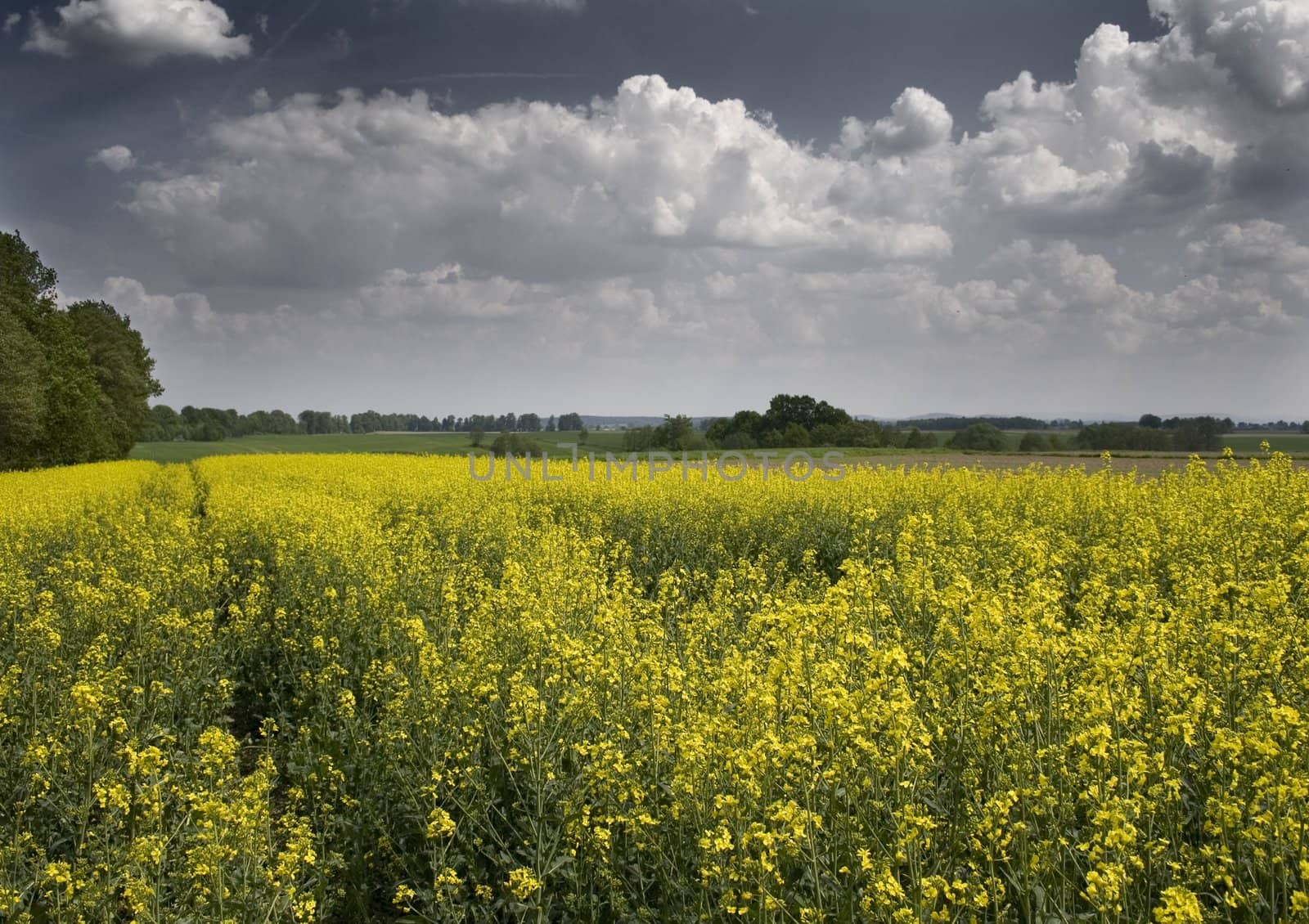 Yellow oilseed rape in southern Poland