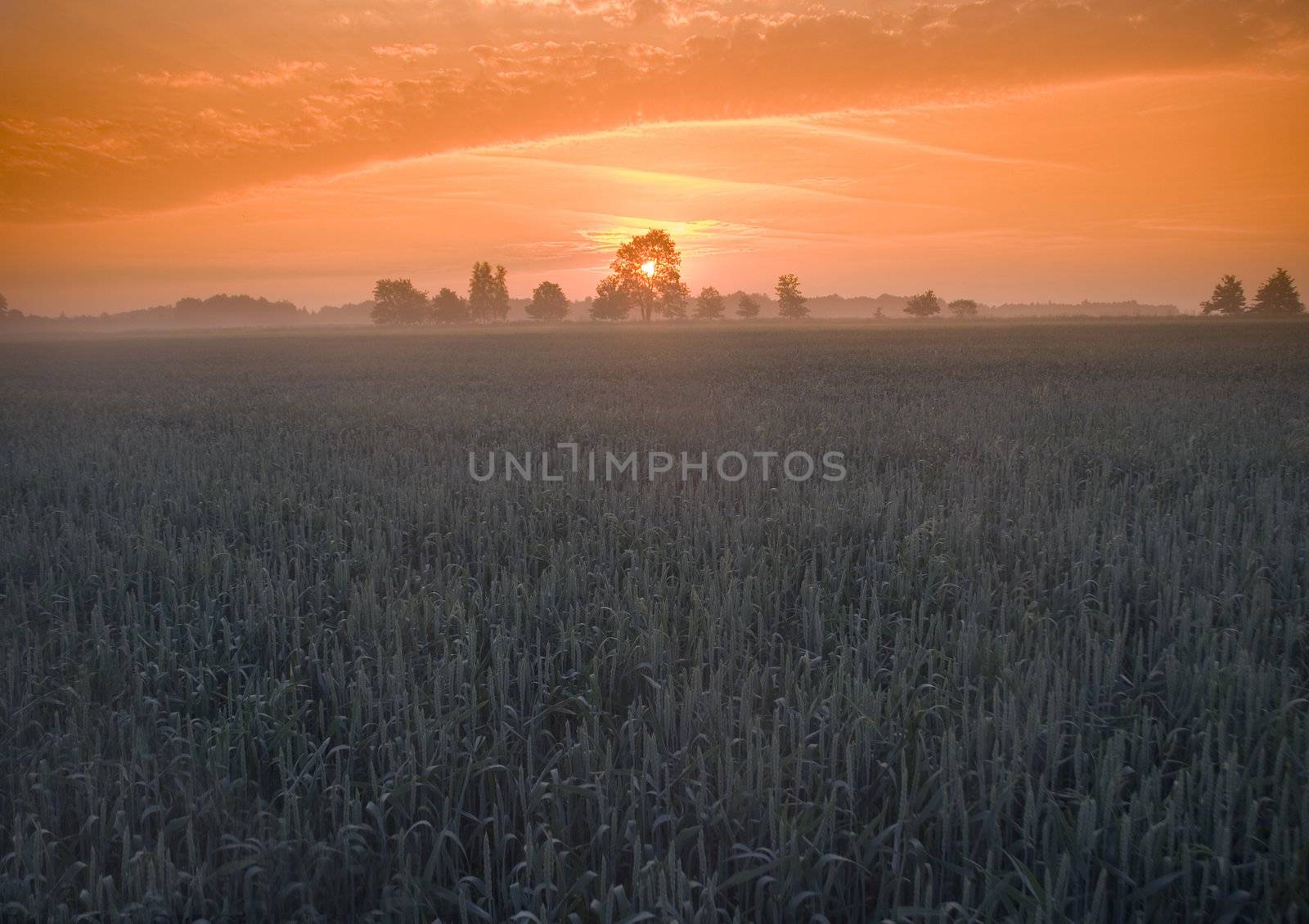 Green grain not ready for harvest growing in a farm field