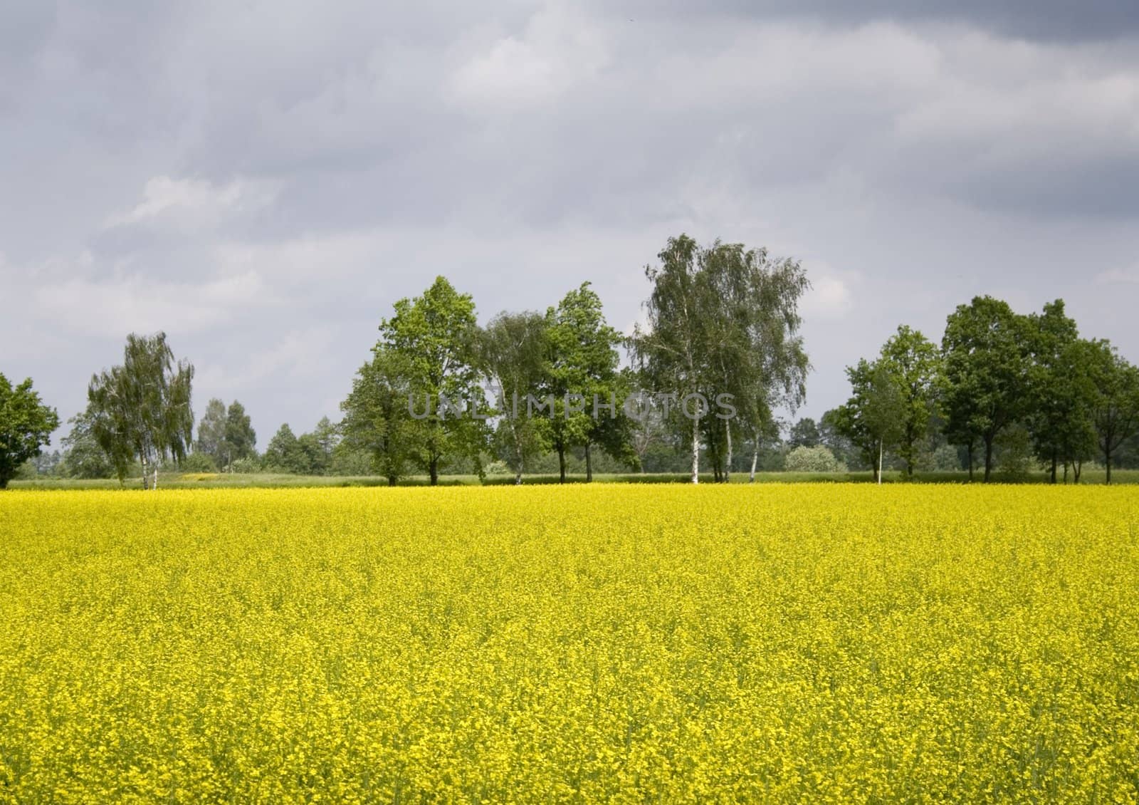 Yellow oilseed rape in southern Poland