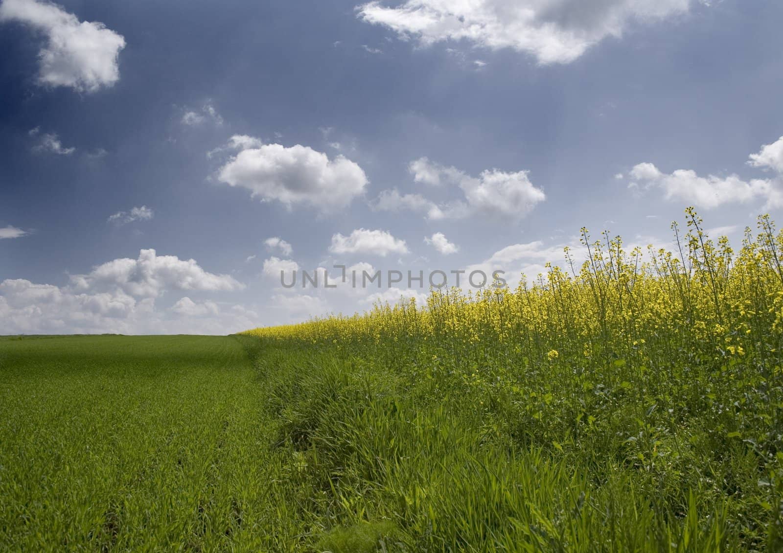 Yellow oilseed rape in southern Poland