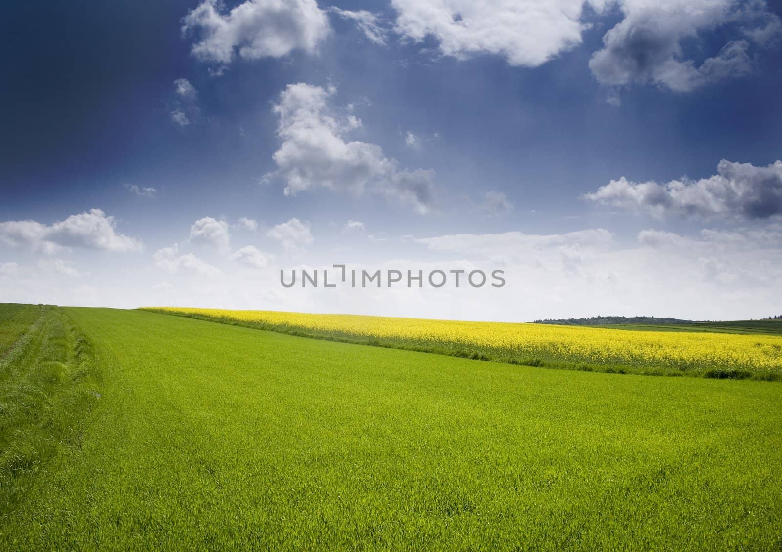 Yellow oilseed rape in southern Poland