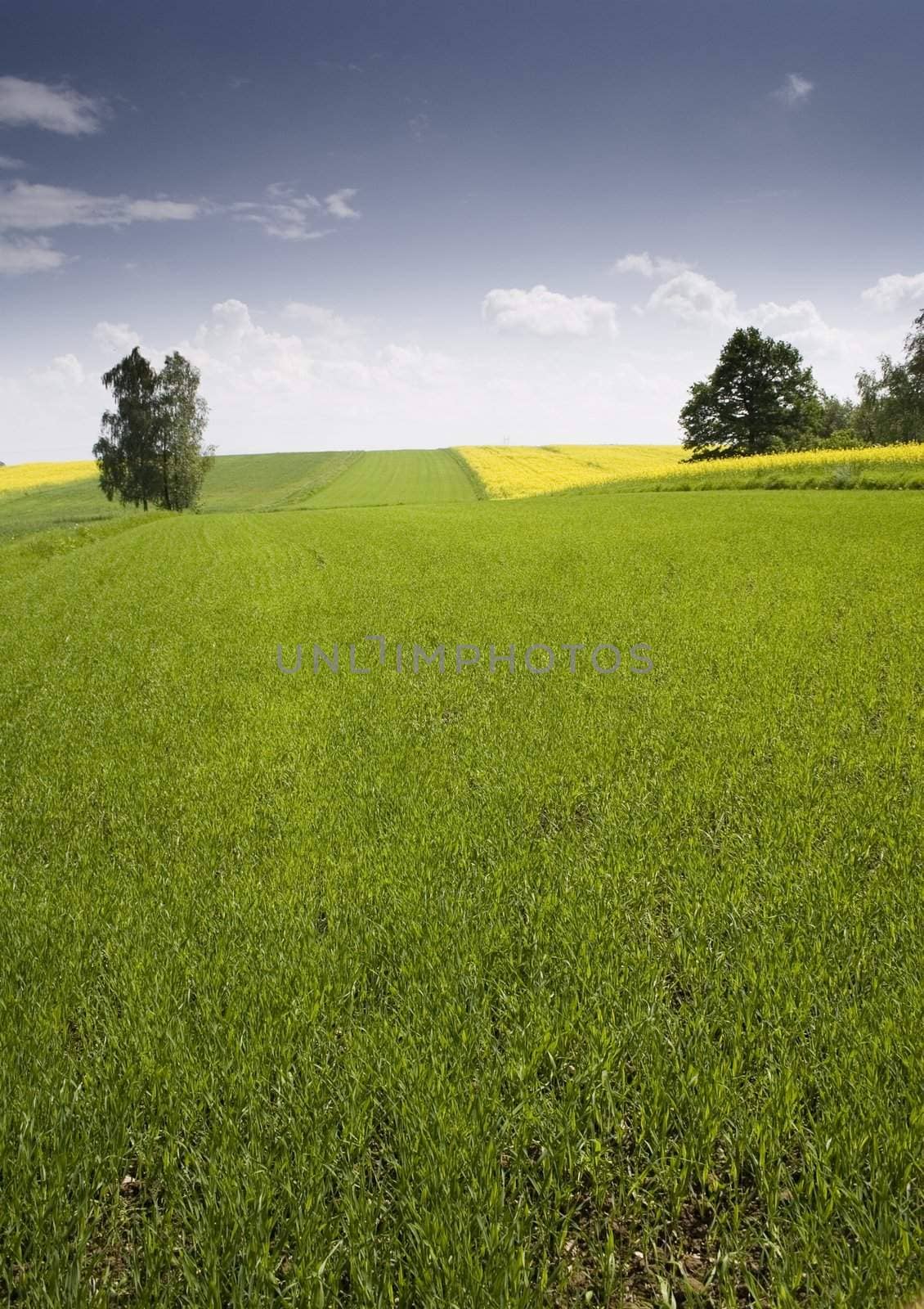 Yellow oilseed rape by shiffti