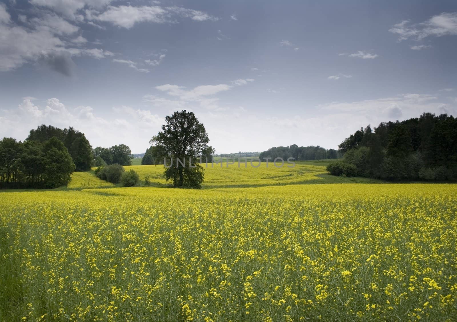 Yellow oilseed rape in southern Poland