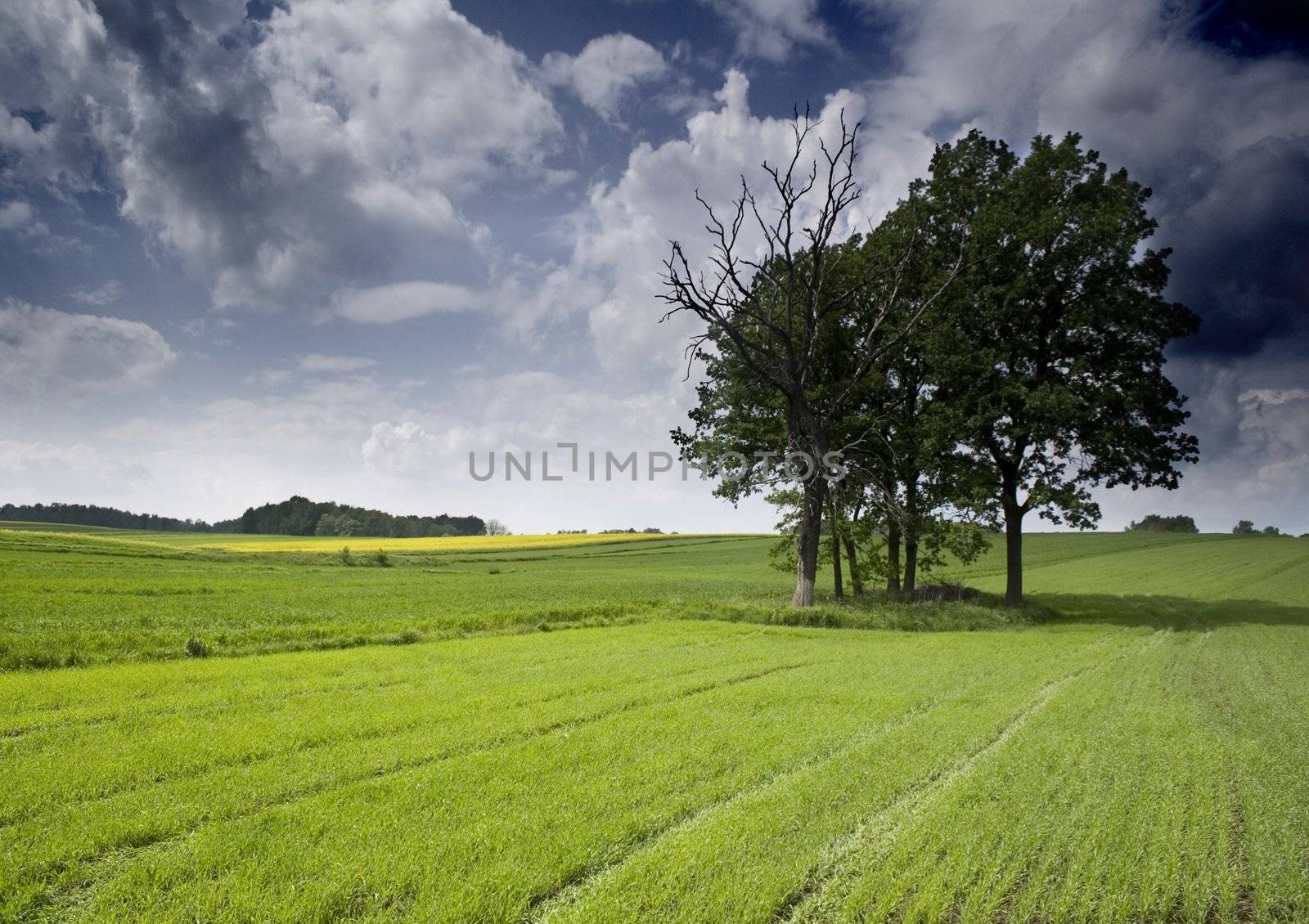 Green grain not ready for harvest growing in a farm field