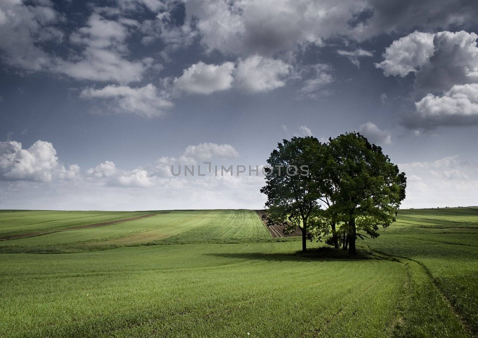 Farm field by shiffti