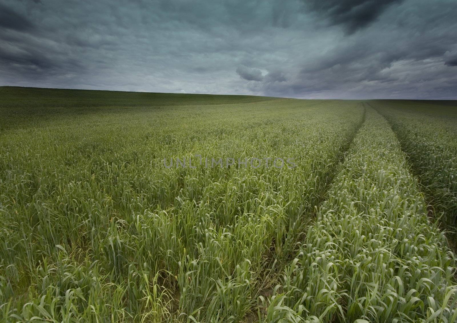 Green wheat in southern Poland