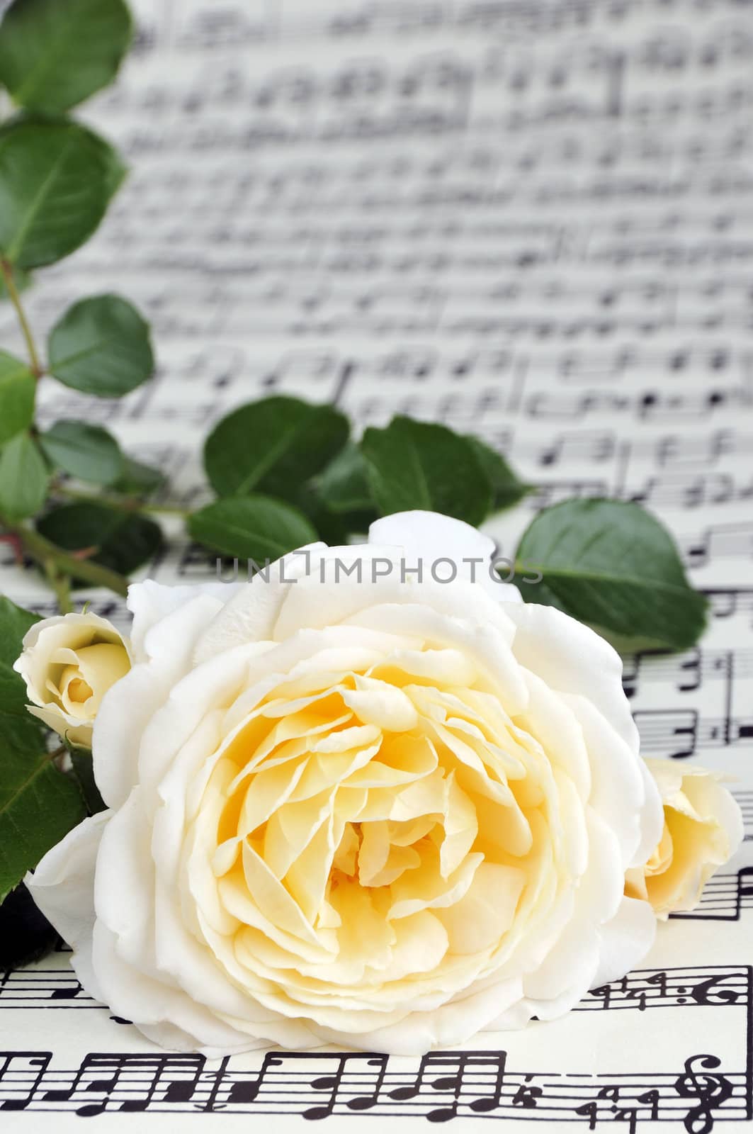 Beautiful white-yellow rose on note paper