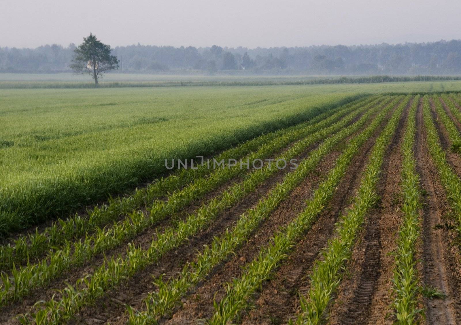 Green wheat in southern Poland