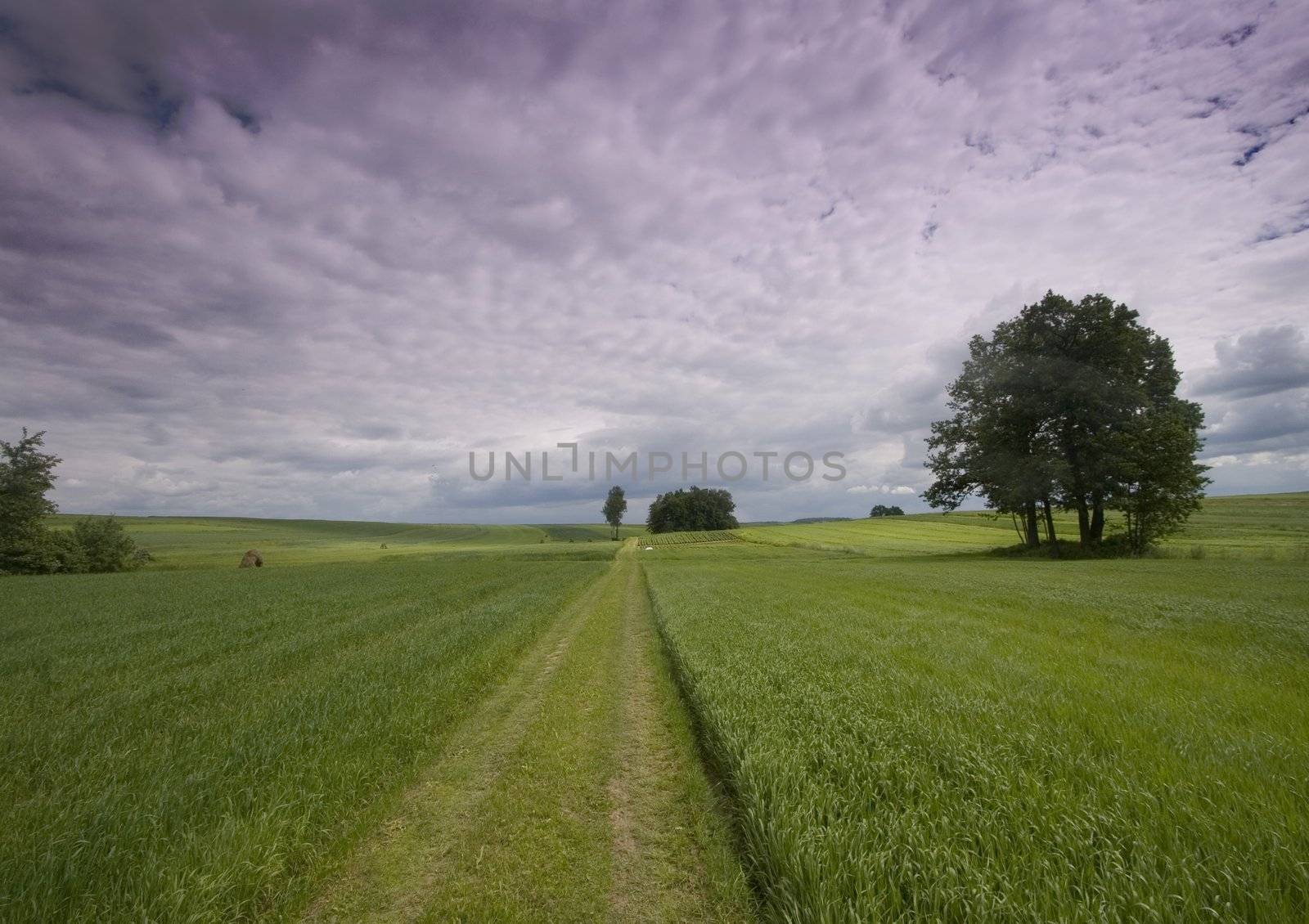 Green wheat in southern Poland