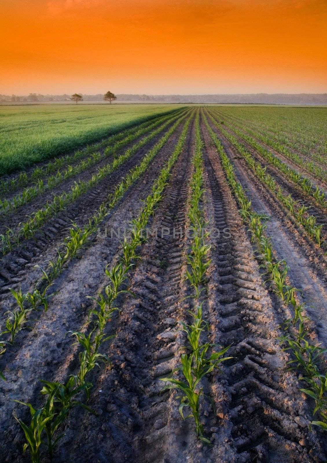 Broad fields of planted wheat