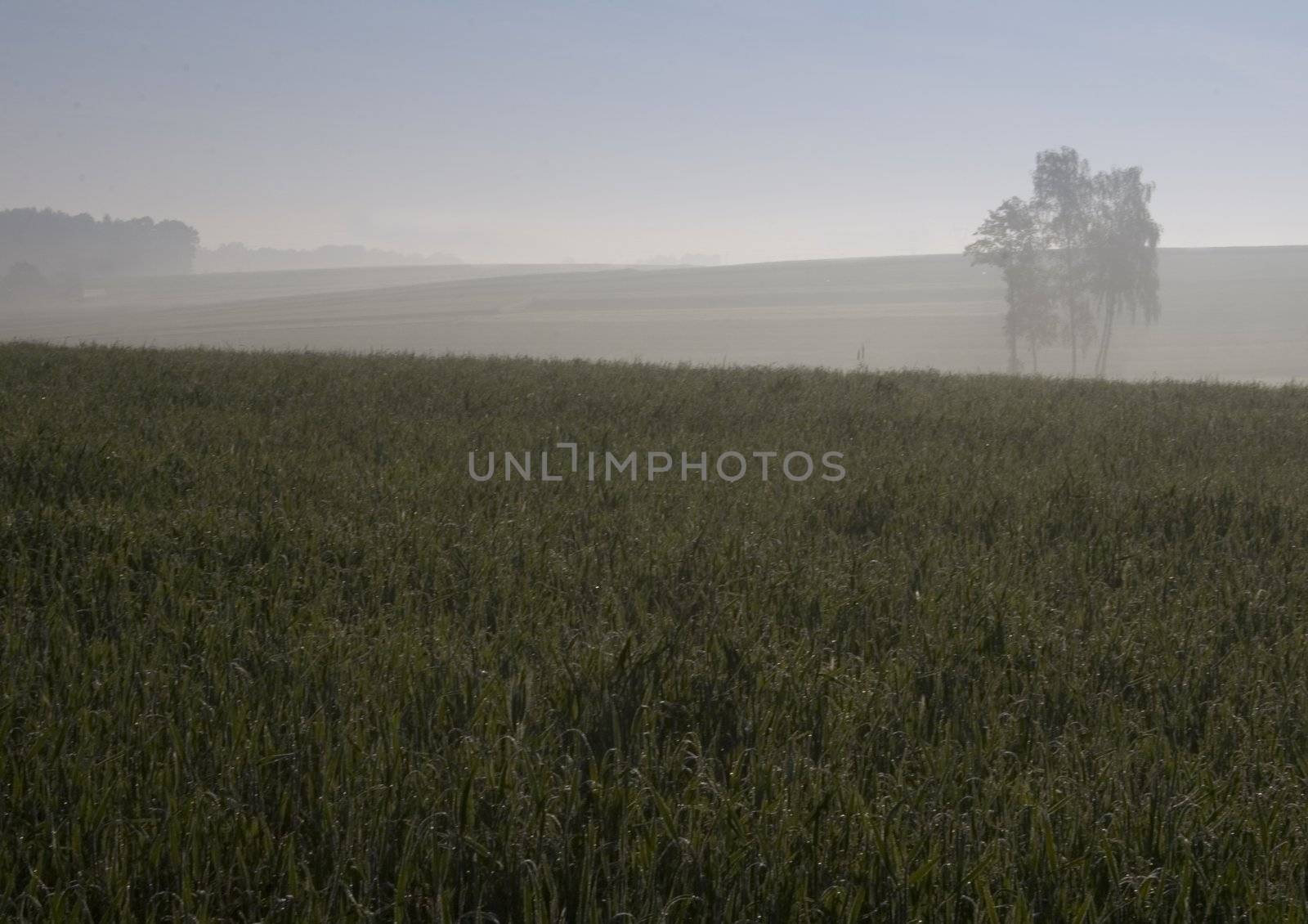 Broad fields of planted wheat