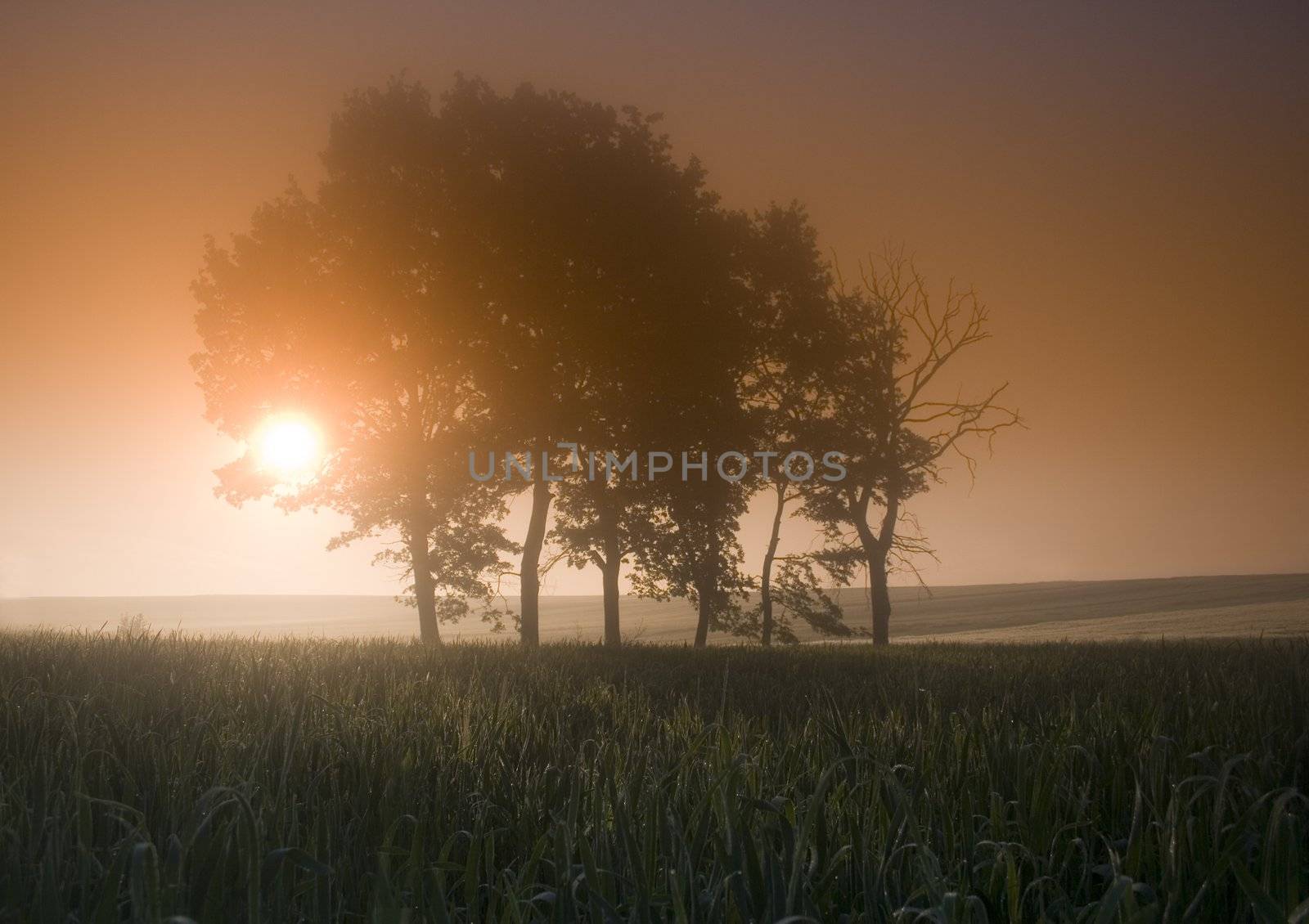 Broad fields of planted wheat