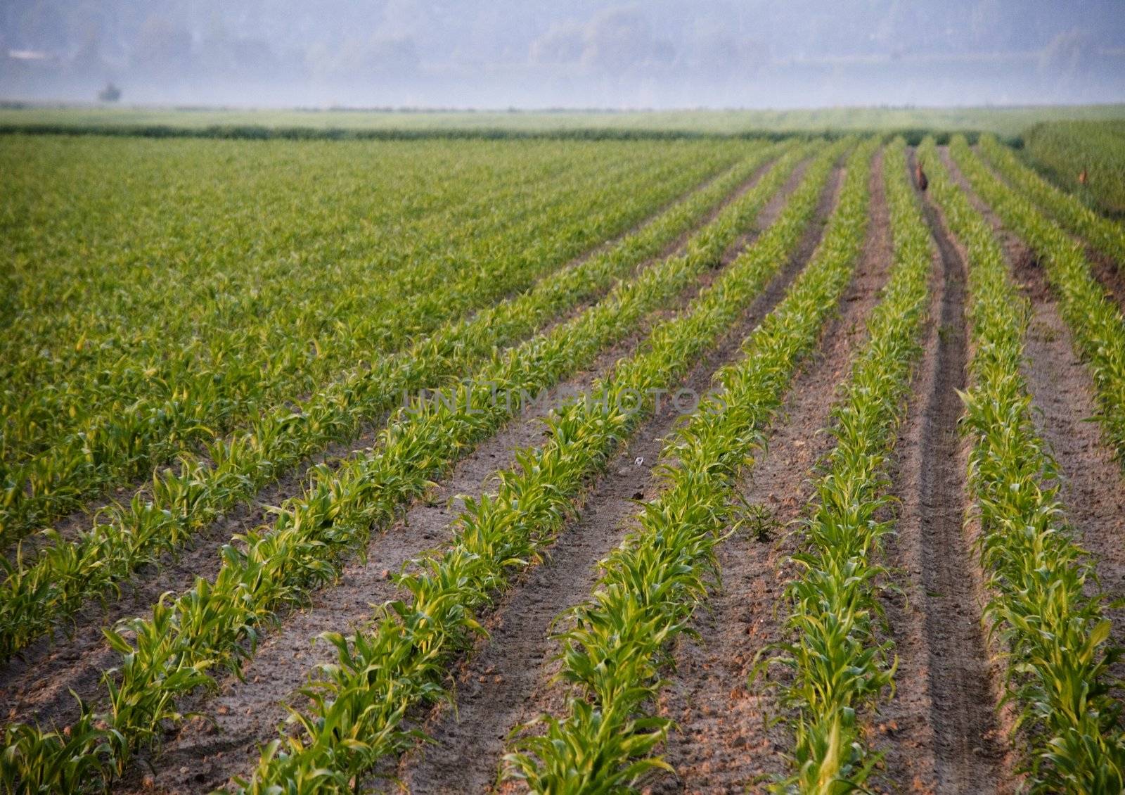 Green corn in southern Poland