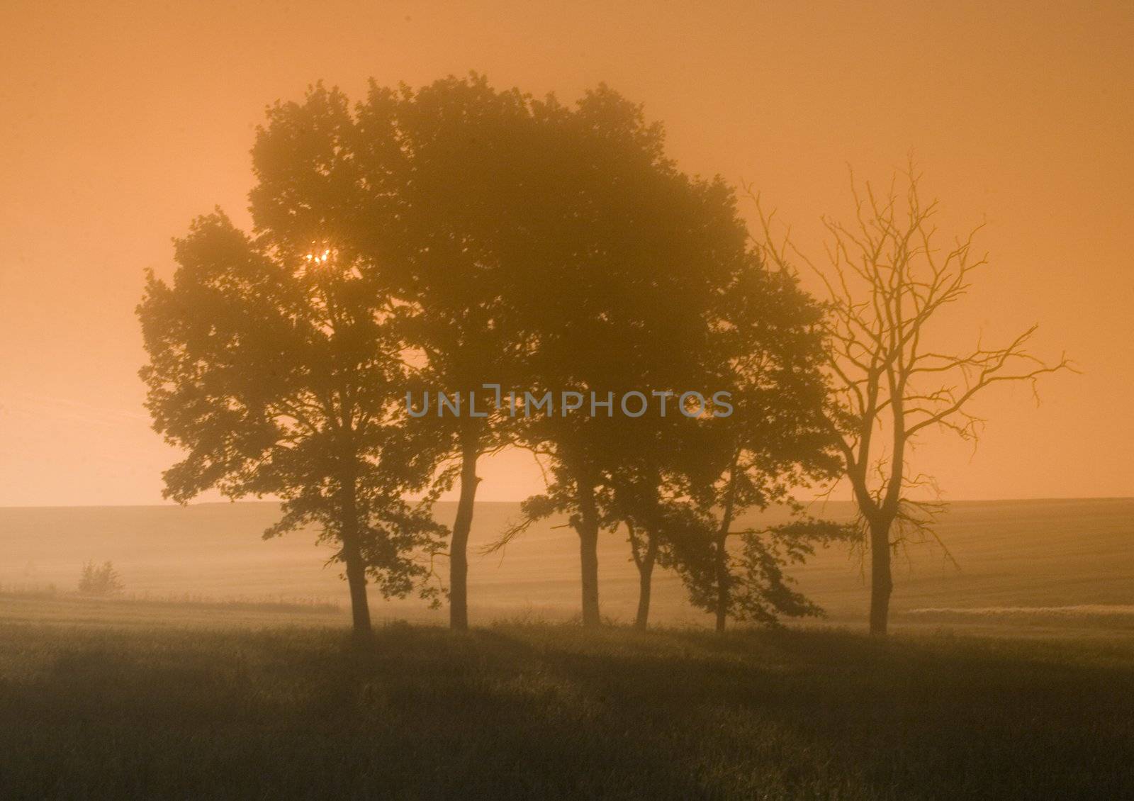 Green wheat of sunrise by shiffti