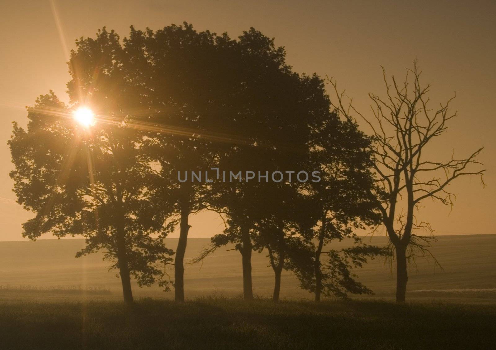 Green wheat of sunrise by shiffti