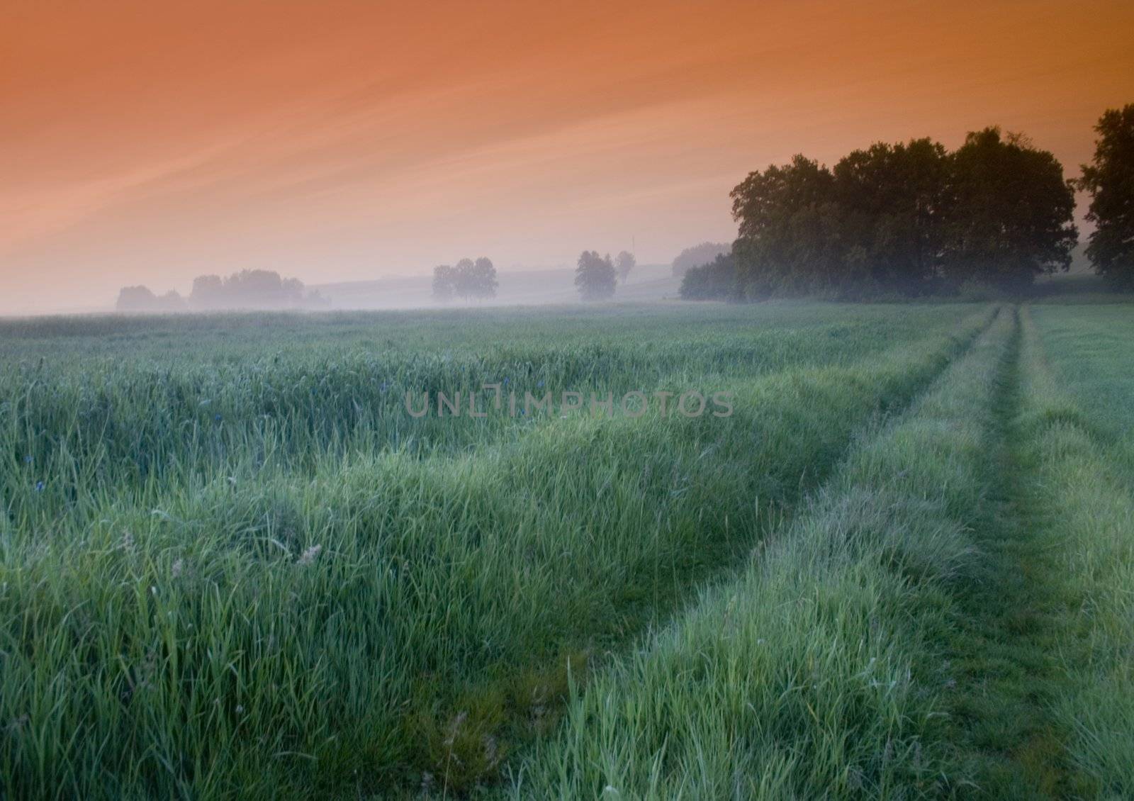 Broad fields of planted wheat