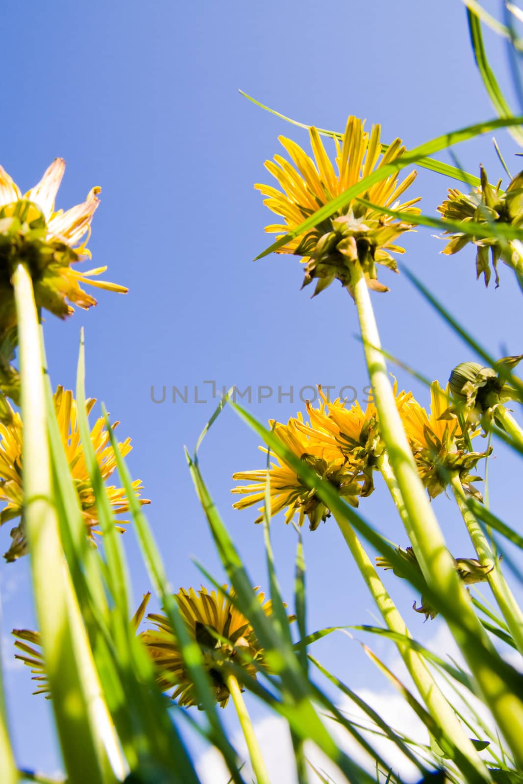 Dandelions close-up against clear blue sky with clouds.