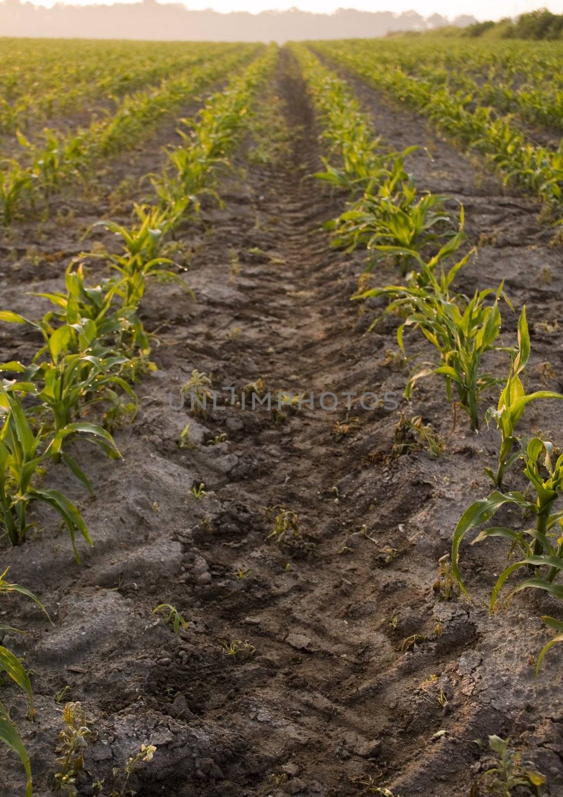 Green corn in southern Poland