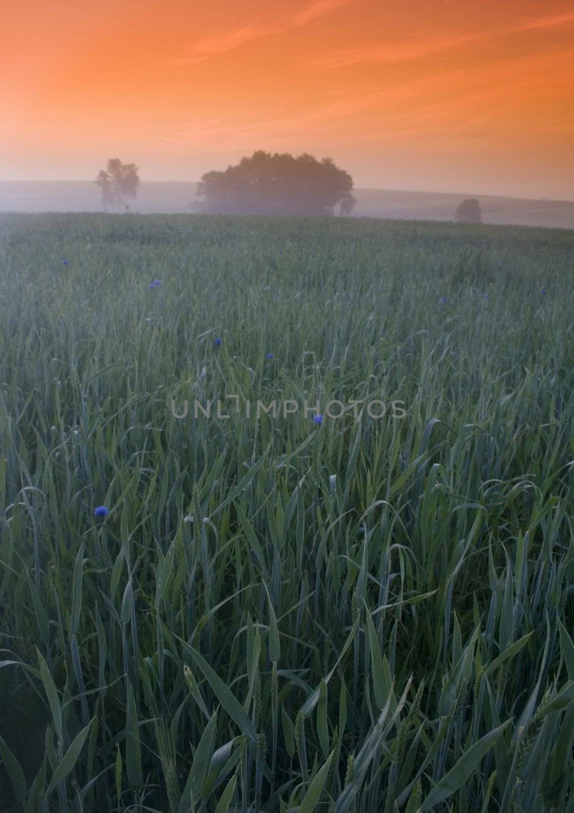 Broad fields of planted wheat