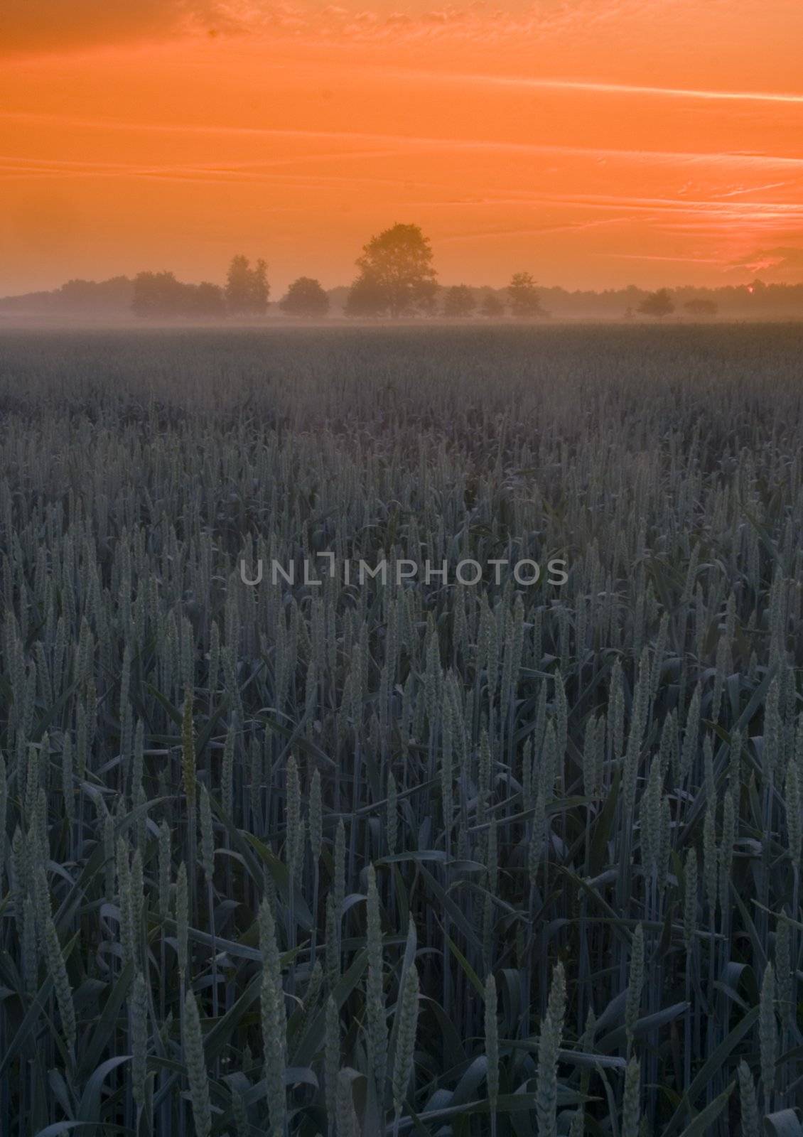 Broad fields of planted wheat