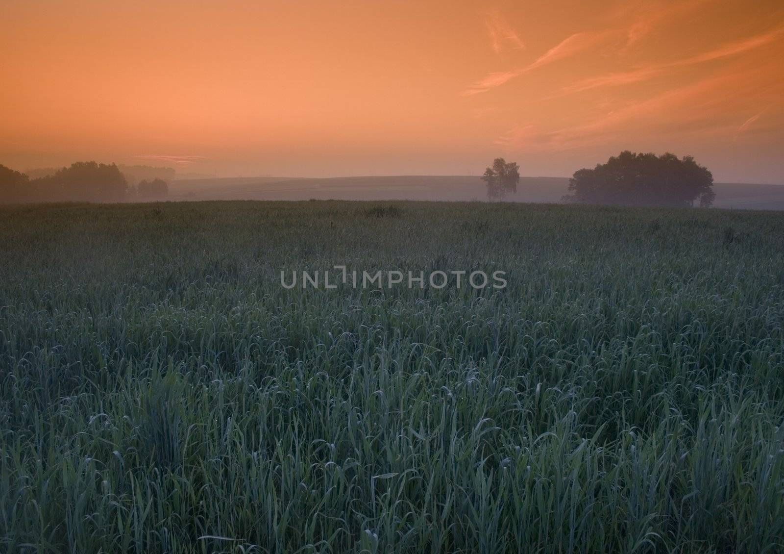 Broad fields of planted wheat