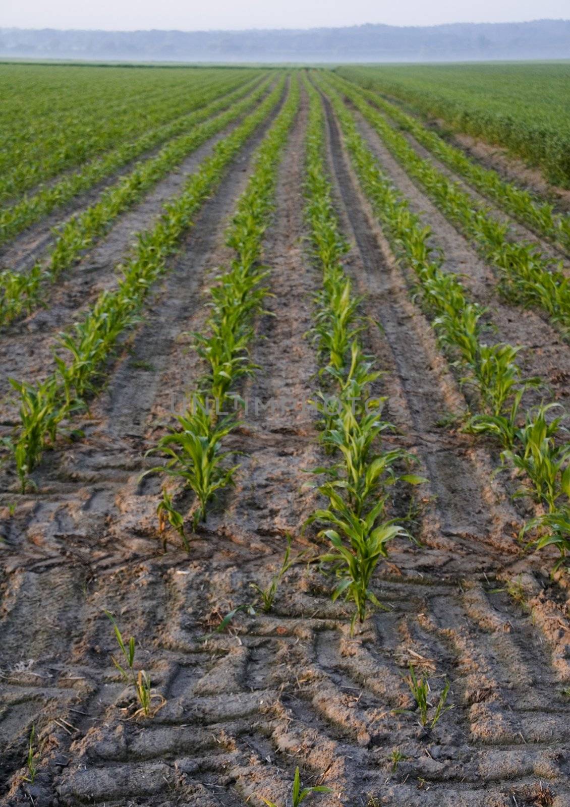 Green corn in southern Poland by shiffti