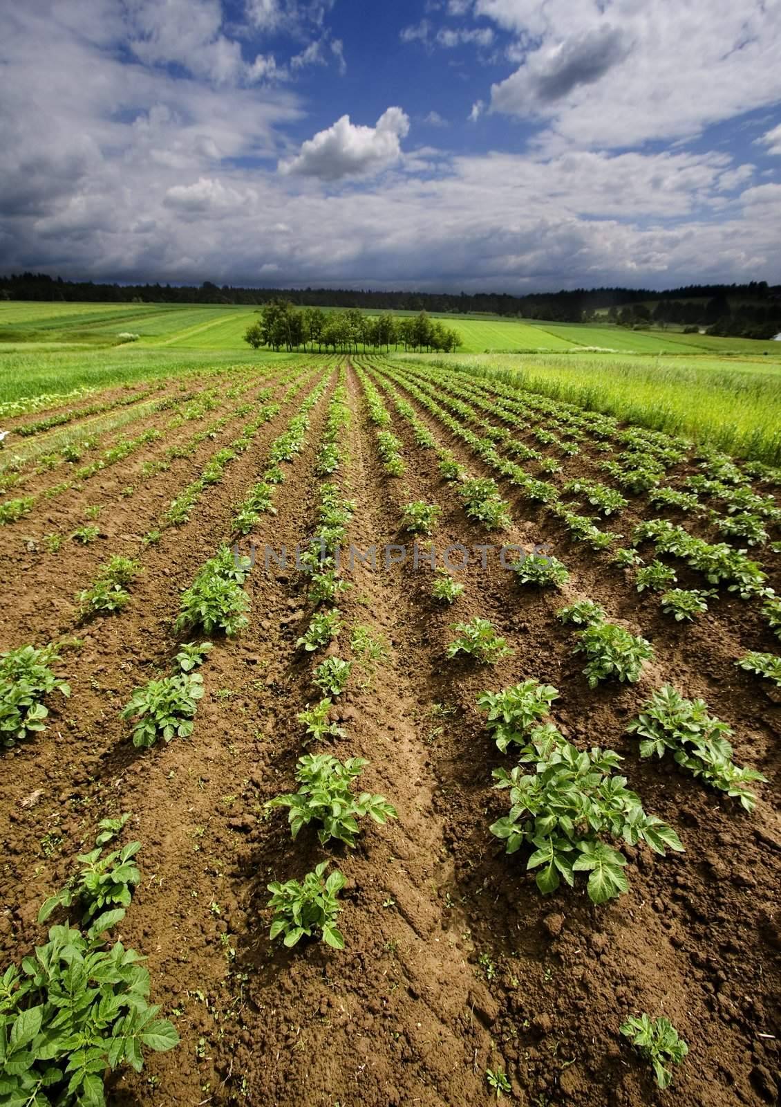 Green potatoes in southern Poland