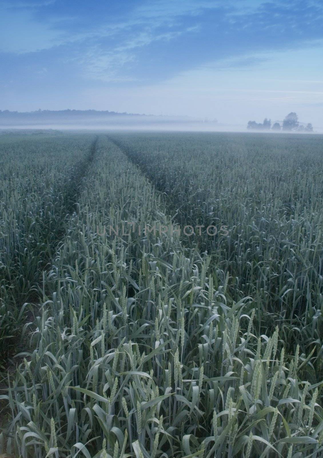 Broad fields of planted wheat