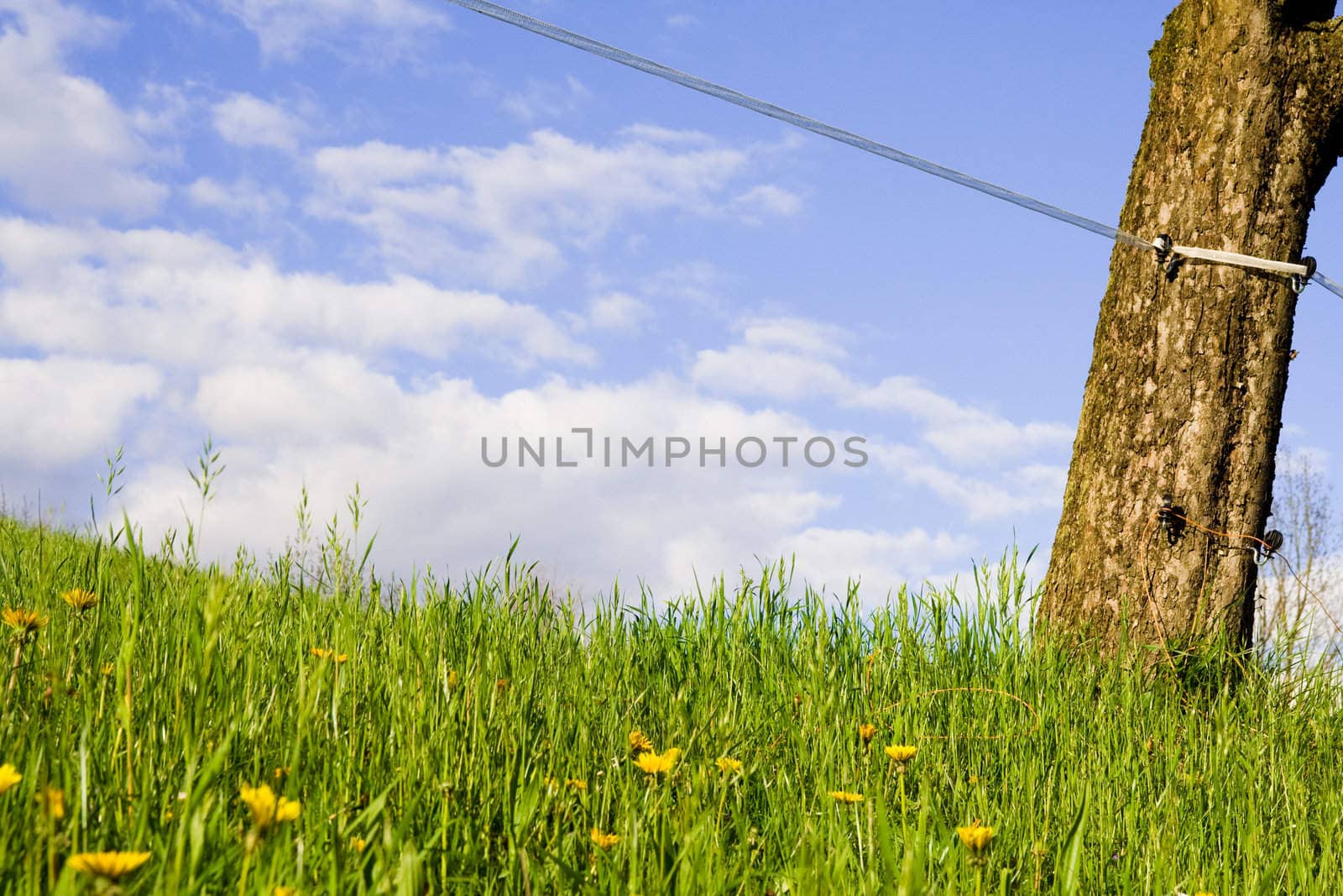 Trunk,dandelions and grass against clear blue sky with clouds. With copy space on clouds.