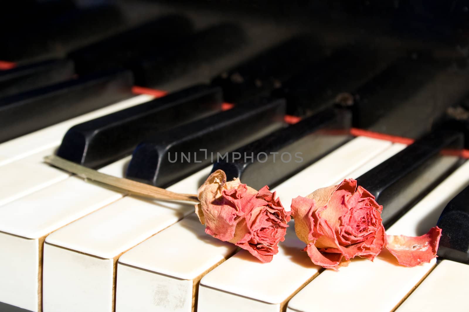 Old piano with dried roses on it's keyboard.