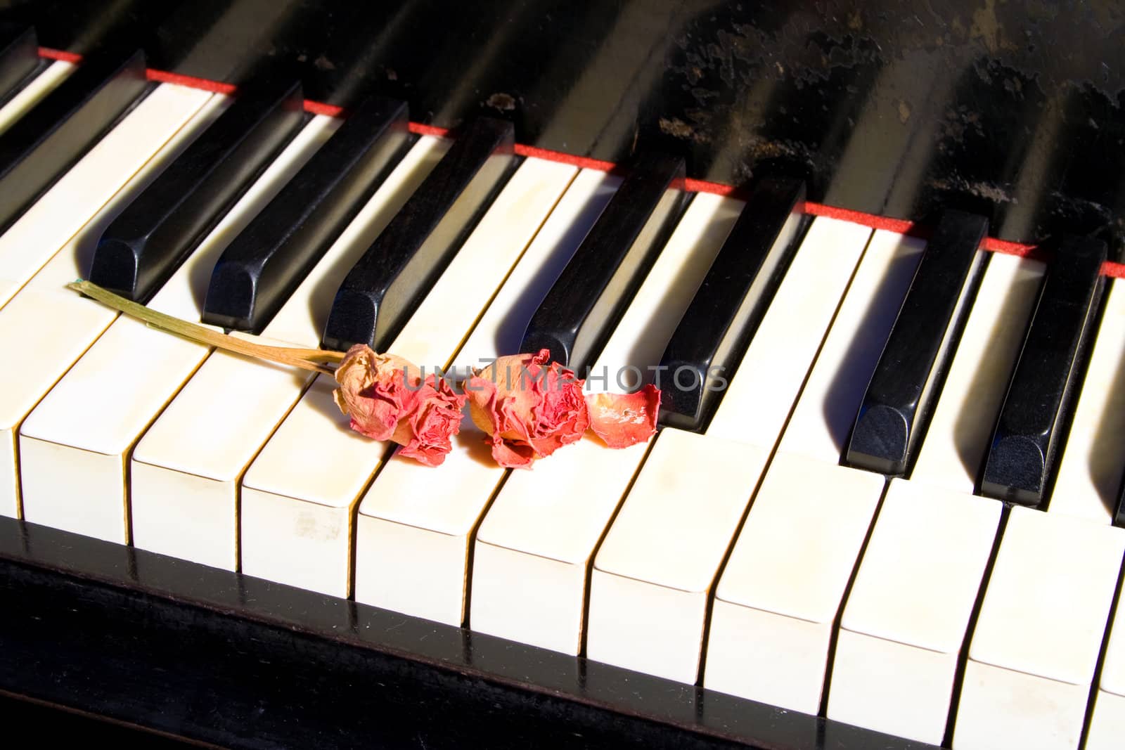 Old piano with dried roses on it's keyboard.