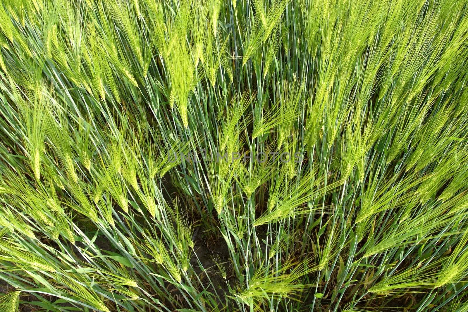wheat field by zeber
