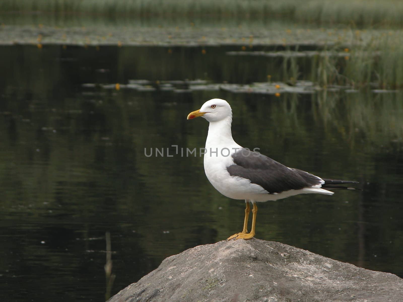 Seagull standing on stone by mountain lake!