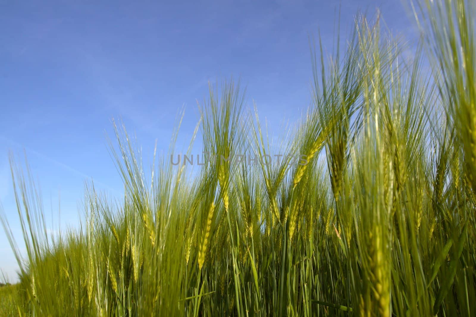 wheat with blue sky in background by zeber