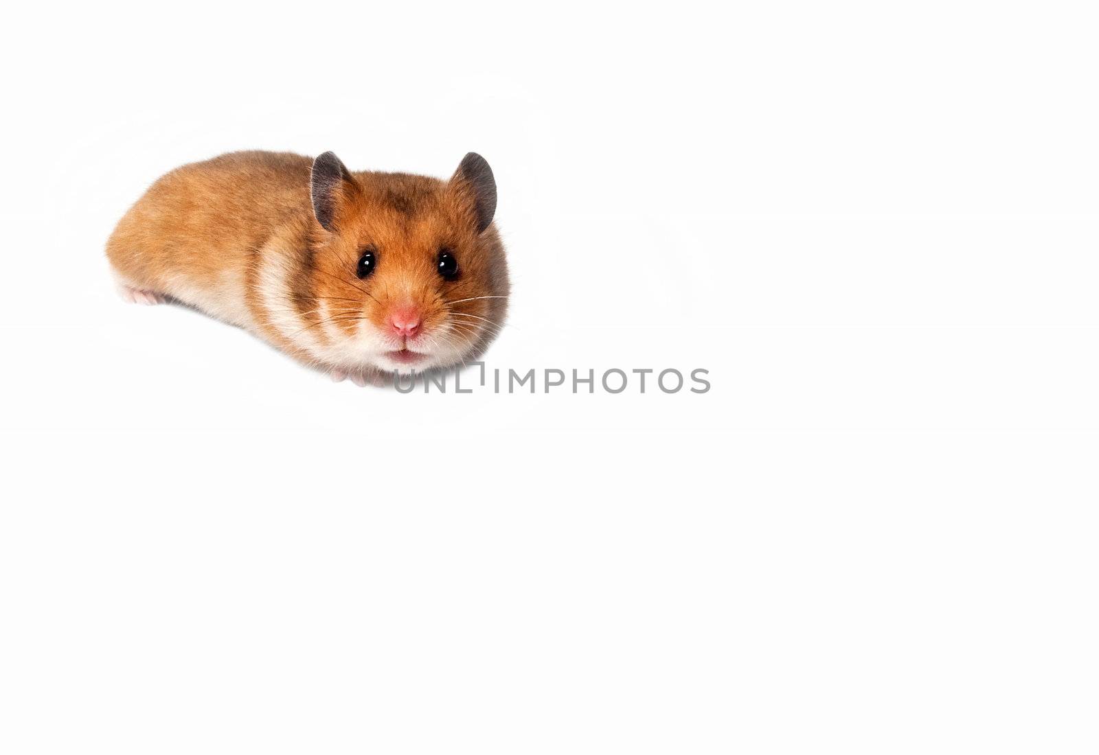 Image of a curious hamster on white background