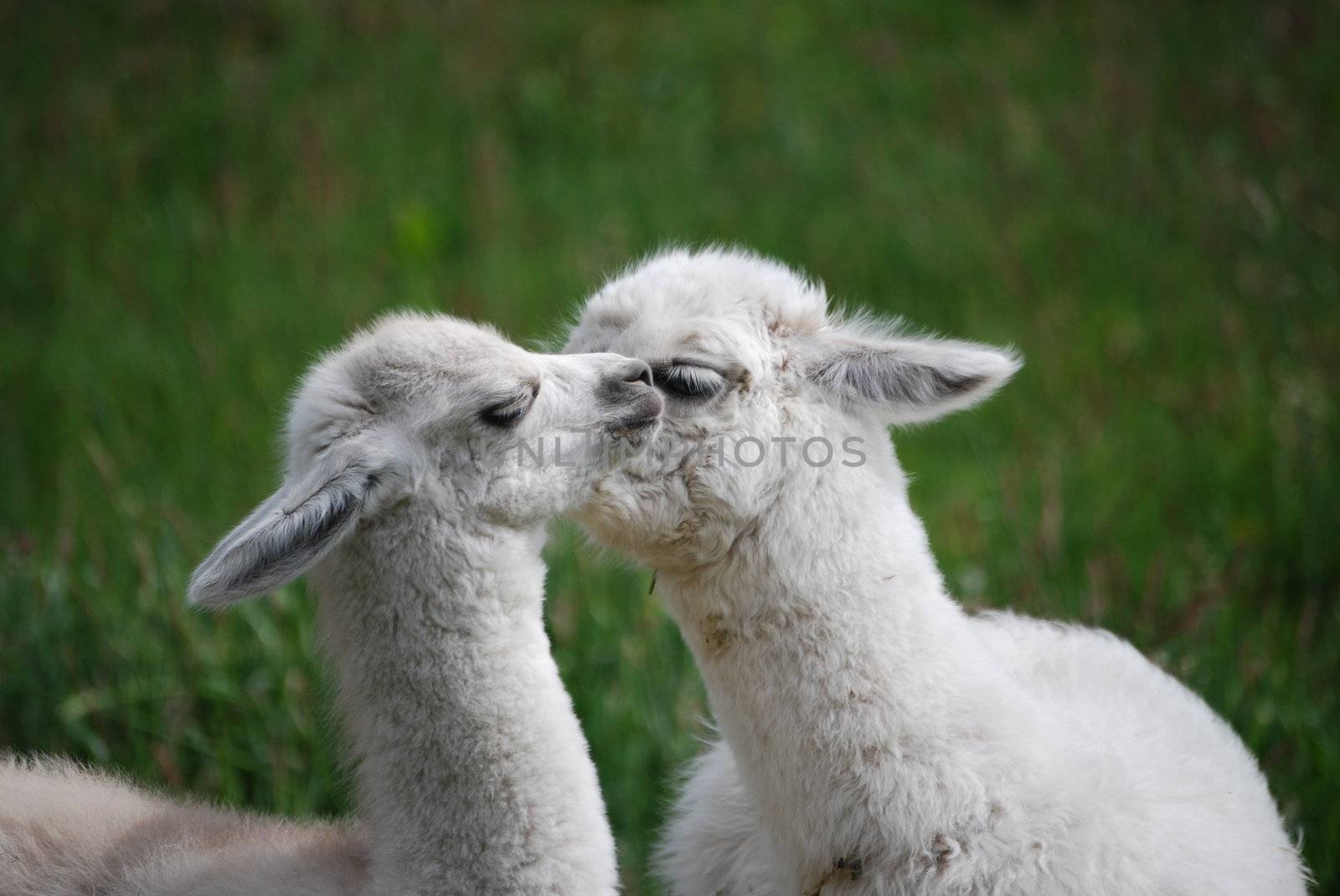 Two white baby llamas expressing affection. 