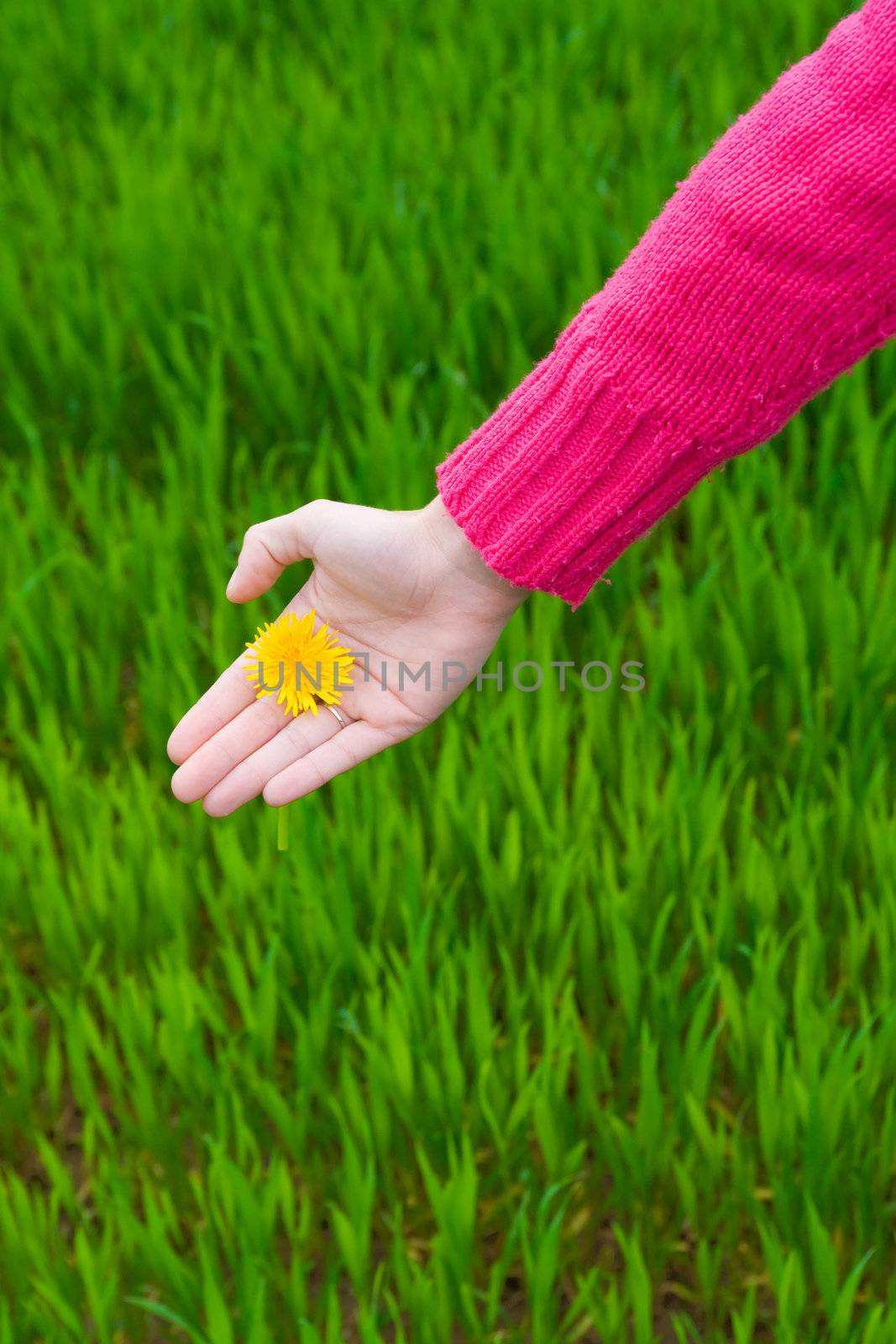 Hand holding flower over green grass. Copy space. Vertical.