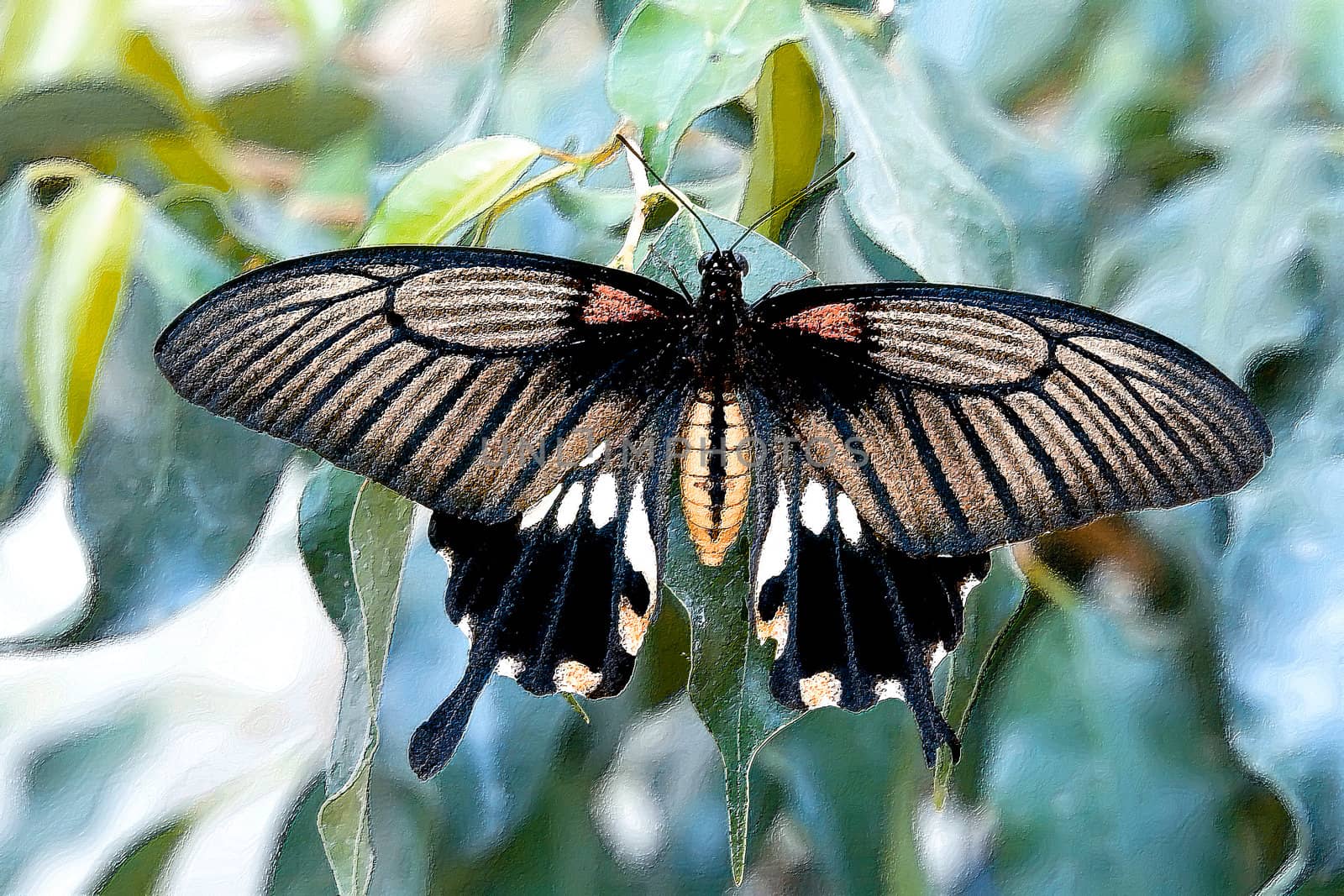 The beautiful tropical butterfly on tree leaf 