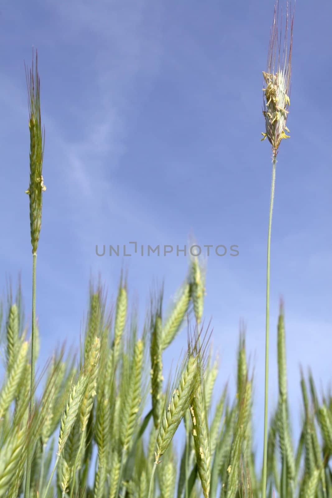 wheat with blue sky by zeber