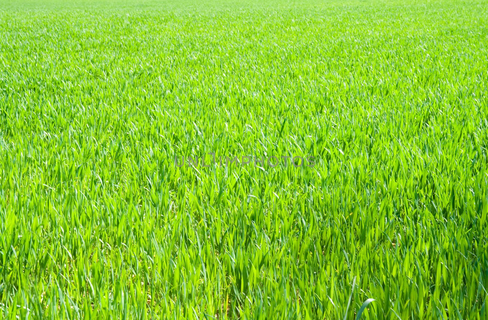 Field of young wheet on sunny day. Horizontal