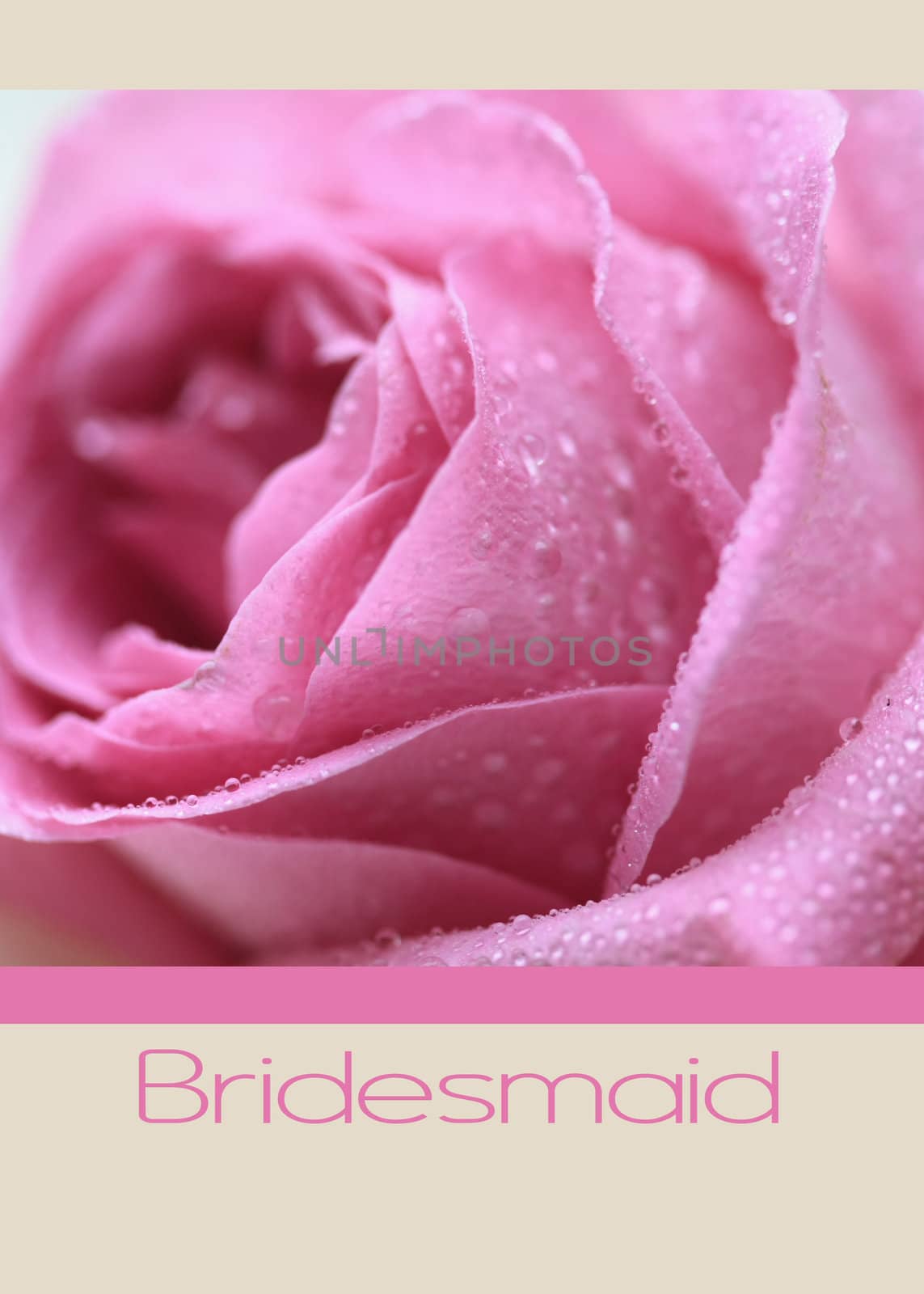 pink rose card - print and post - bridesmaid by studioportosabbia