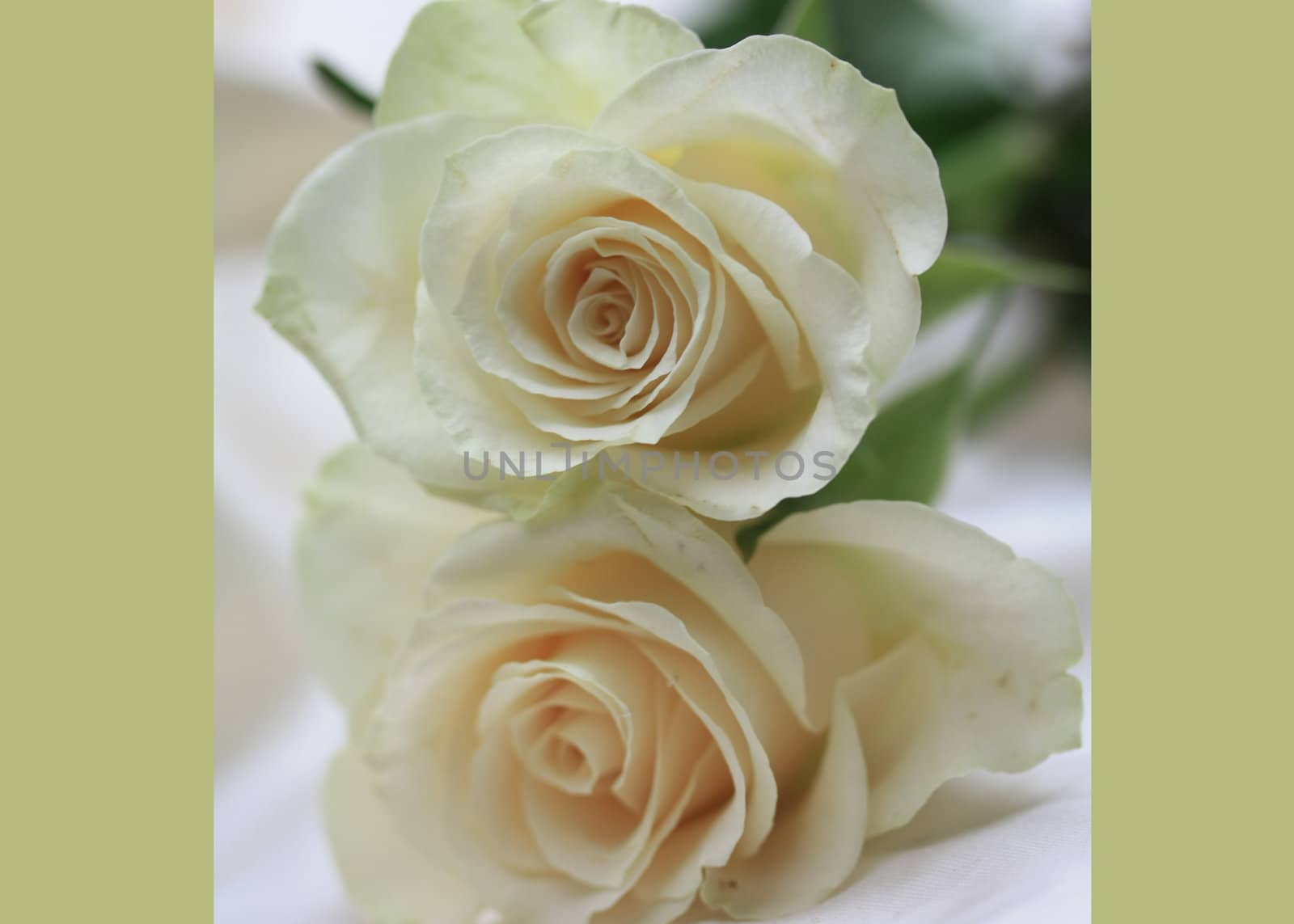 Two white roses greeting czrd