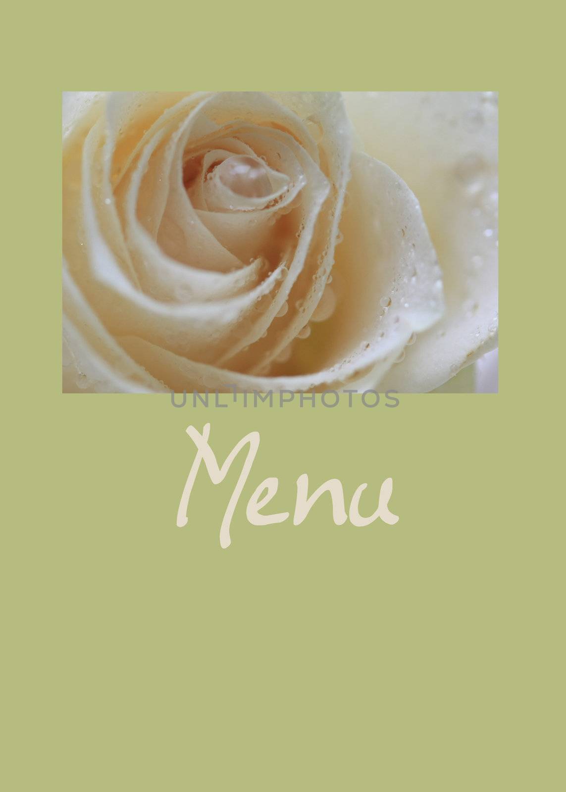 white rose card for (wedding) menu