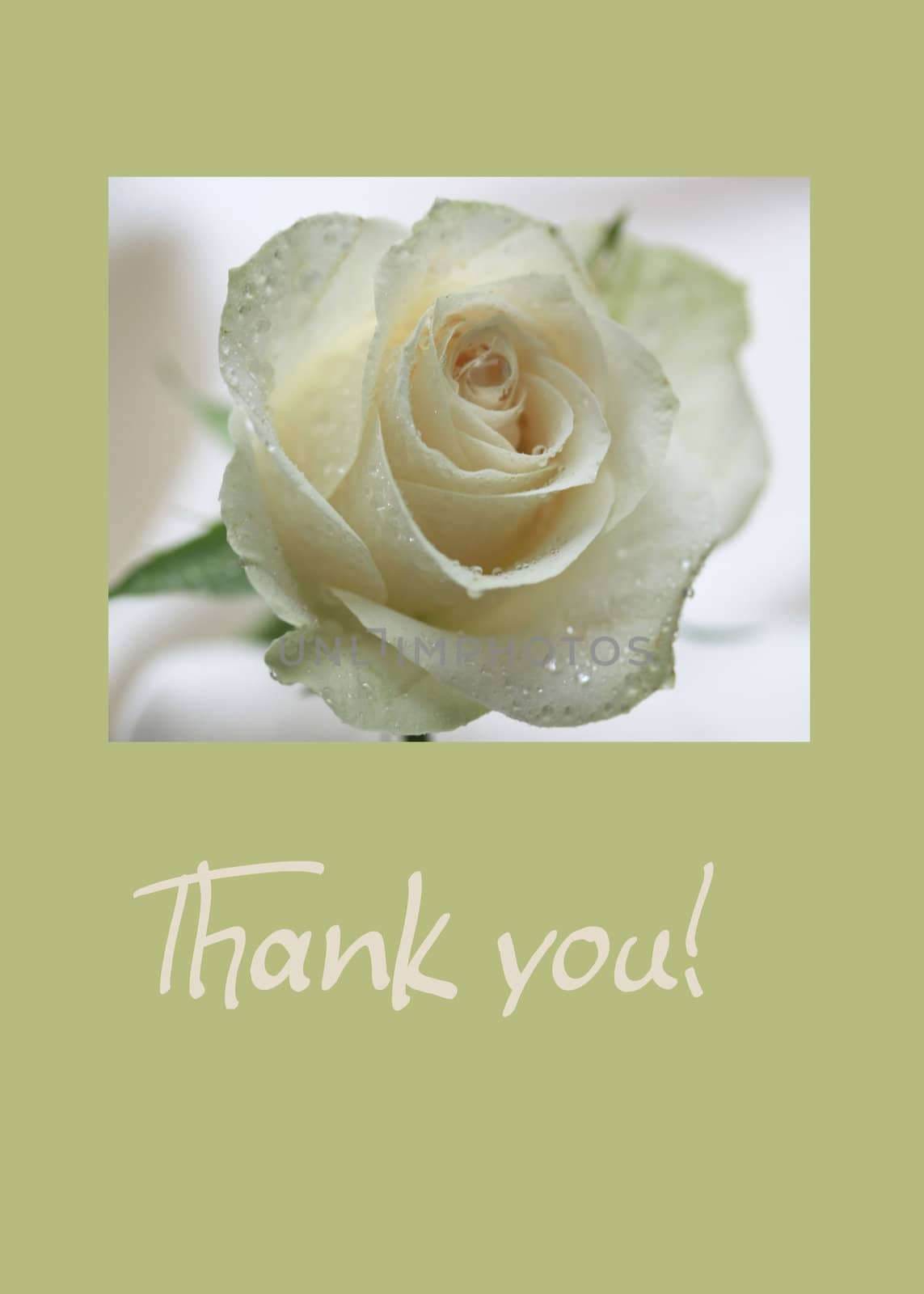 white rose card for (wedding) thank you