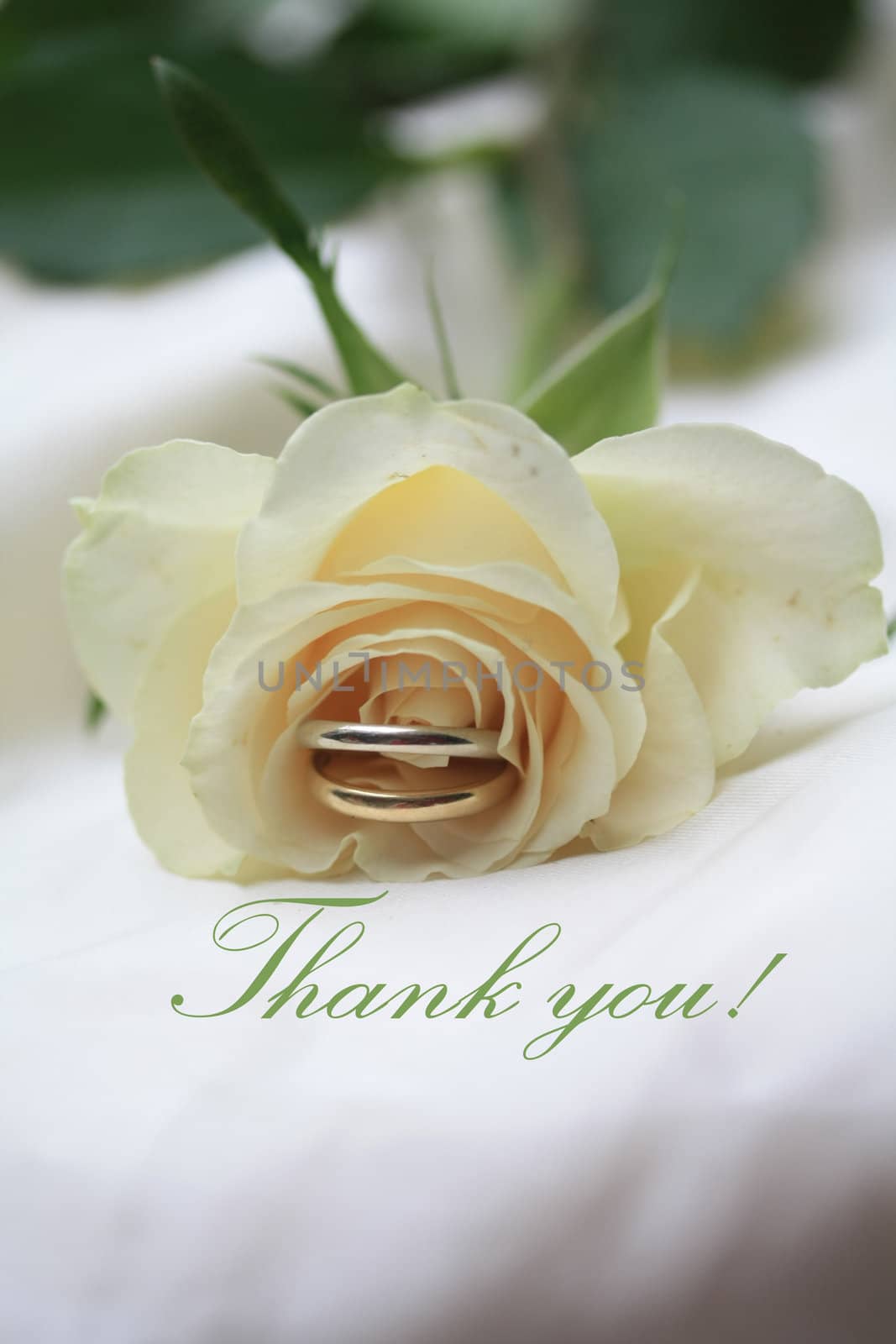 white rose card for (wedding) thank you