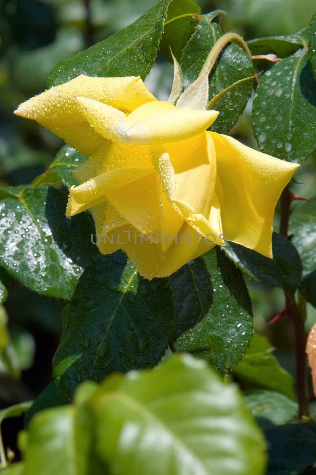 Live yellow rose in dewdrops