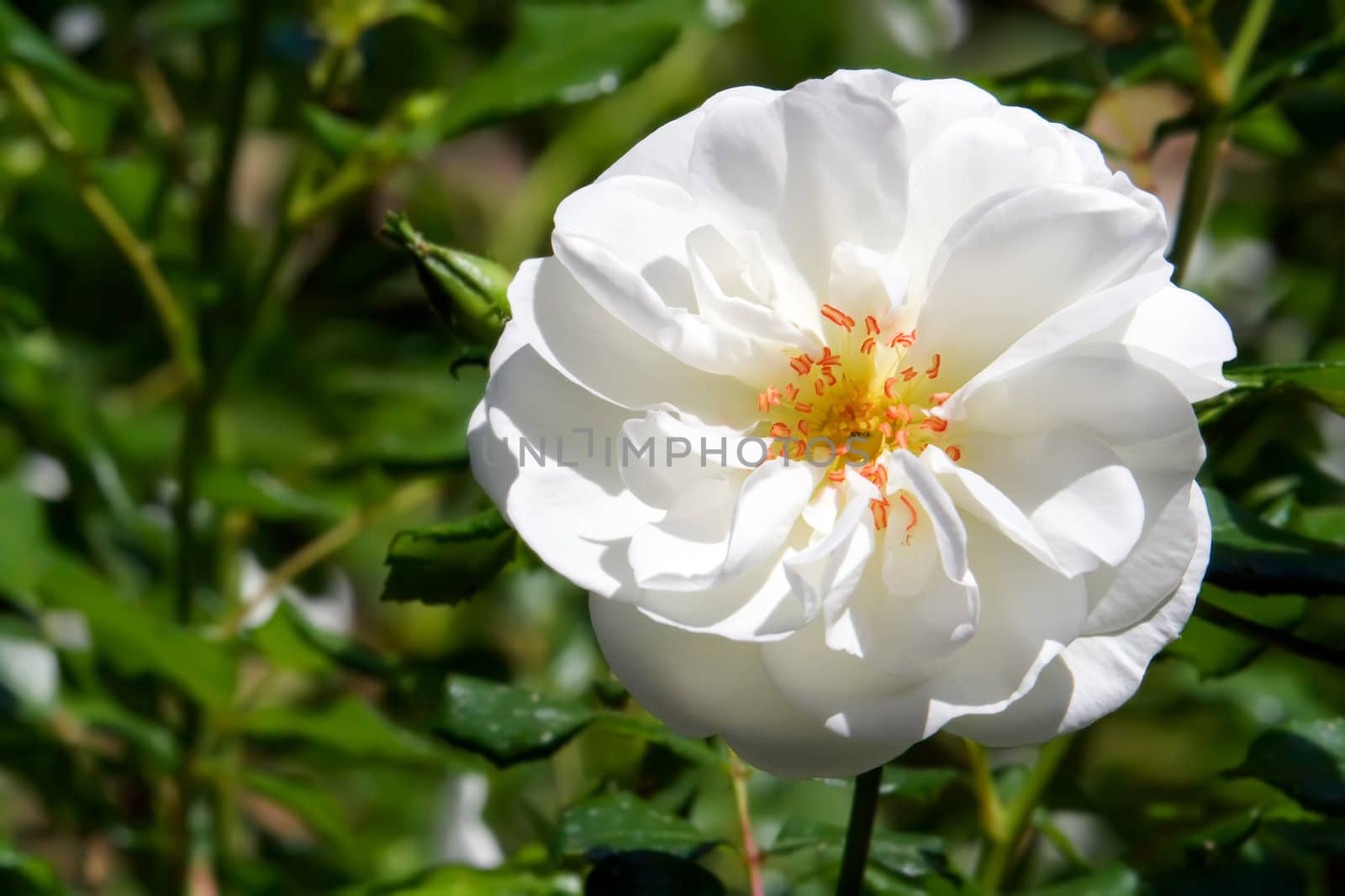 Live white rose on a bush