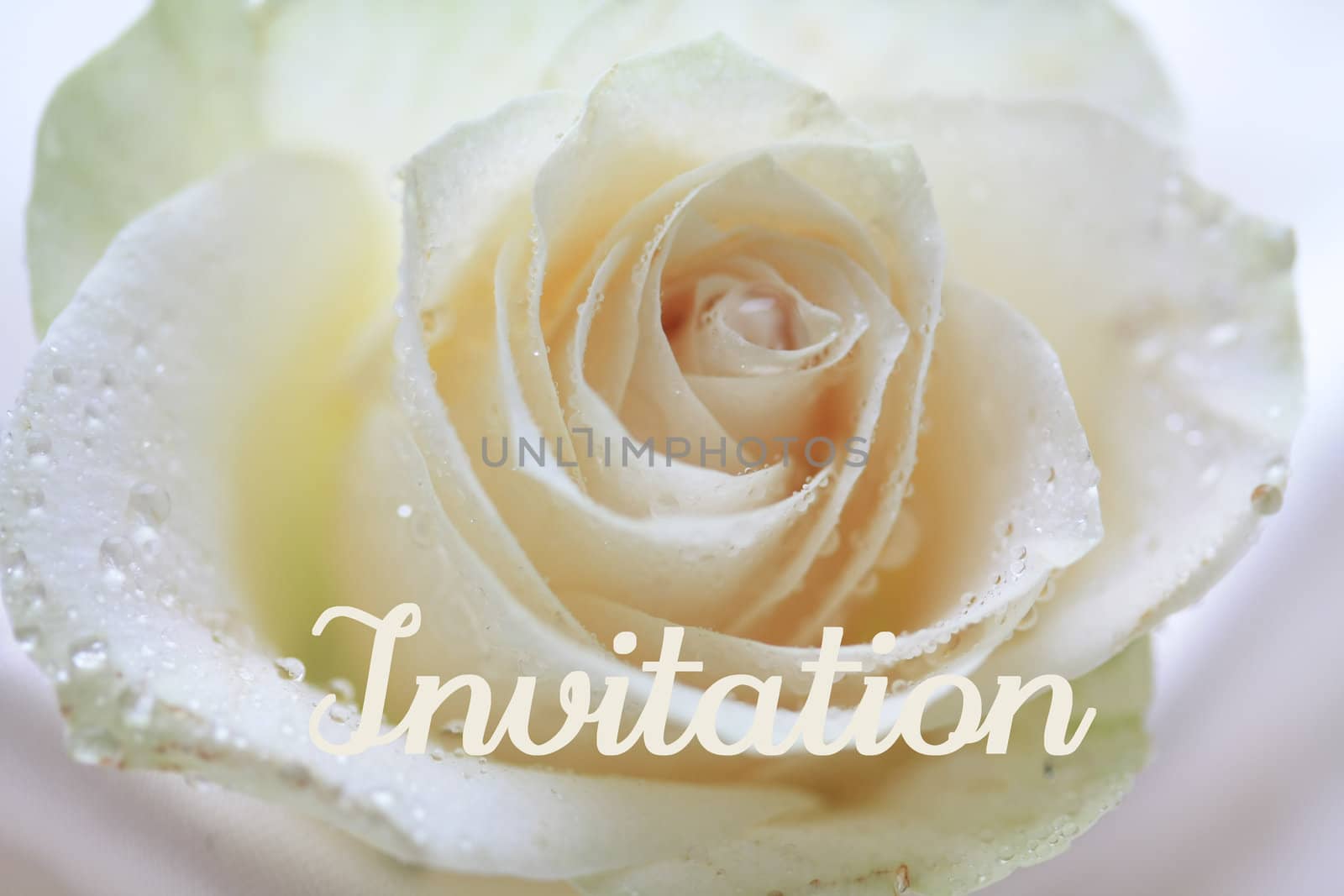 white rose card - print and post - invitation by studioportosabbia