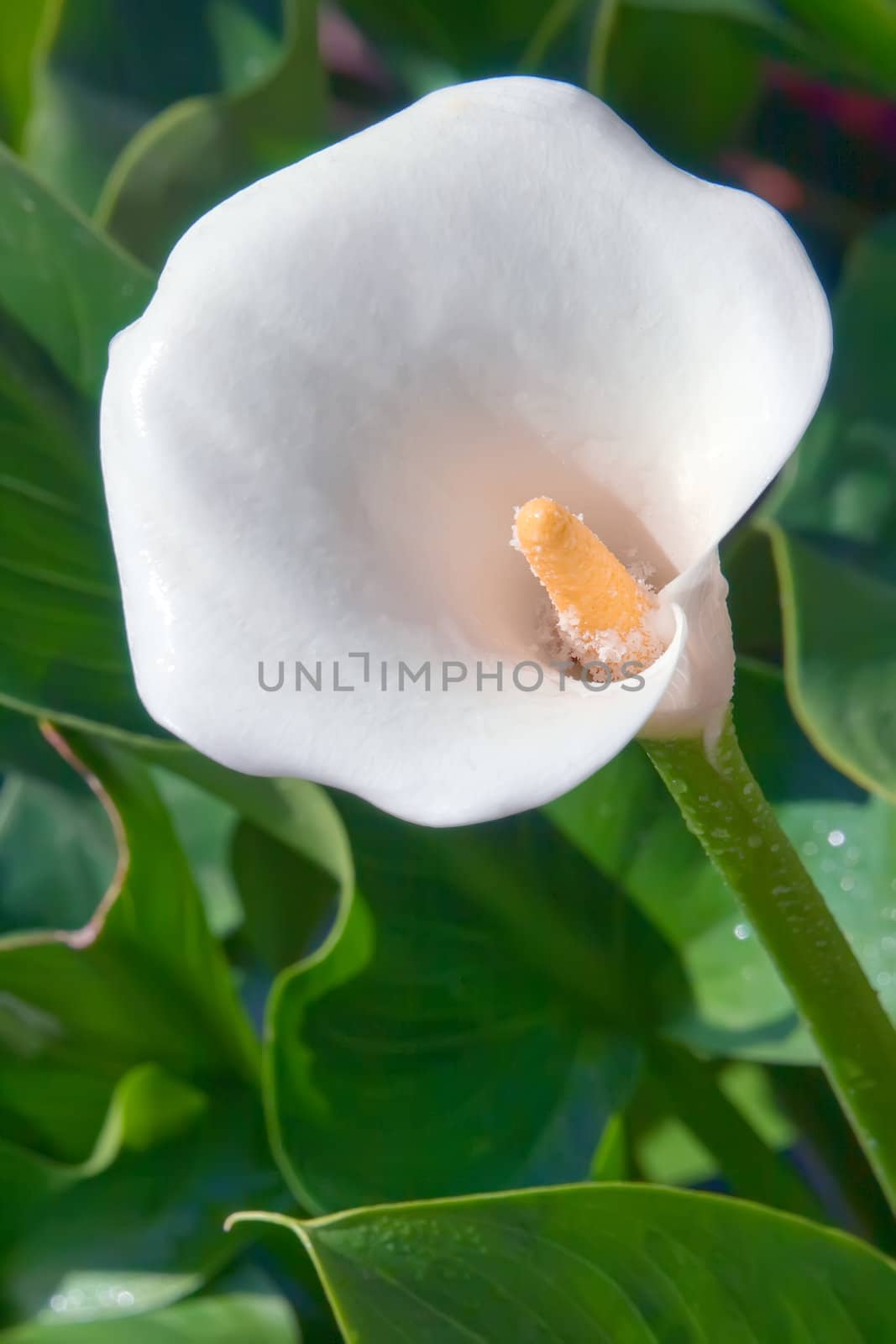 Natural flower deep-bodied crevalle (Alepes kalla)