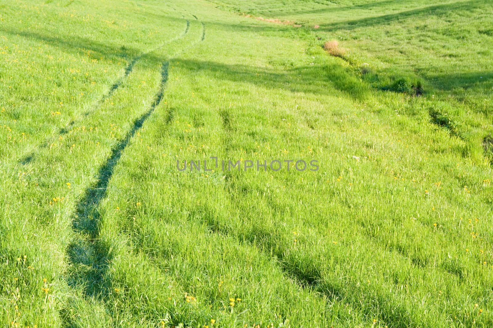 Trails in green grass with dandelions. Horizontal